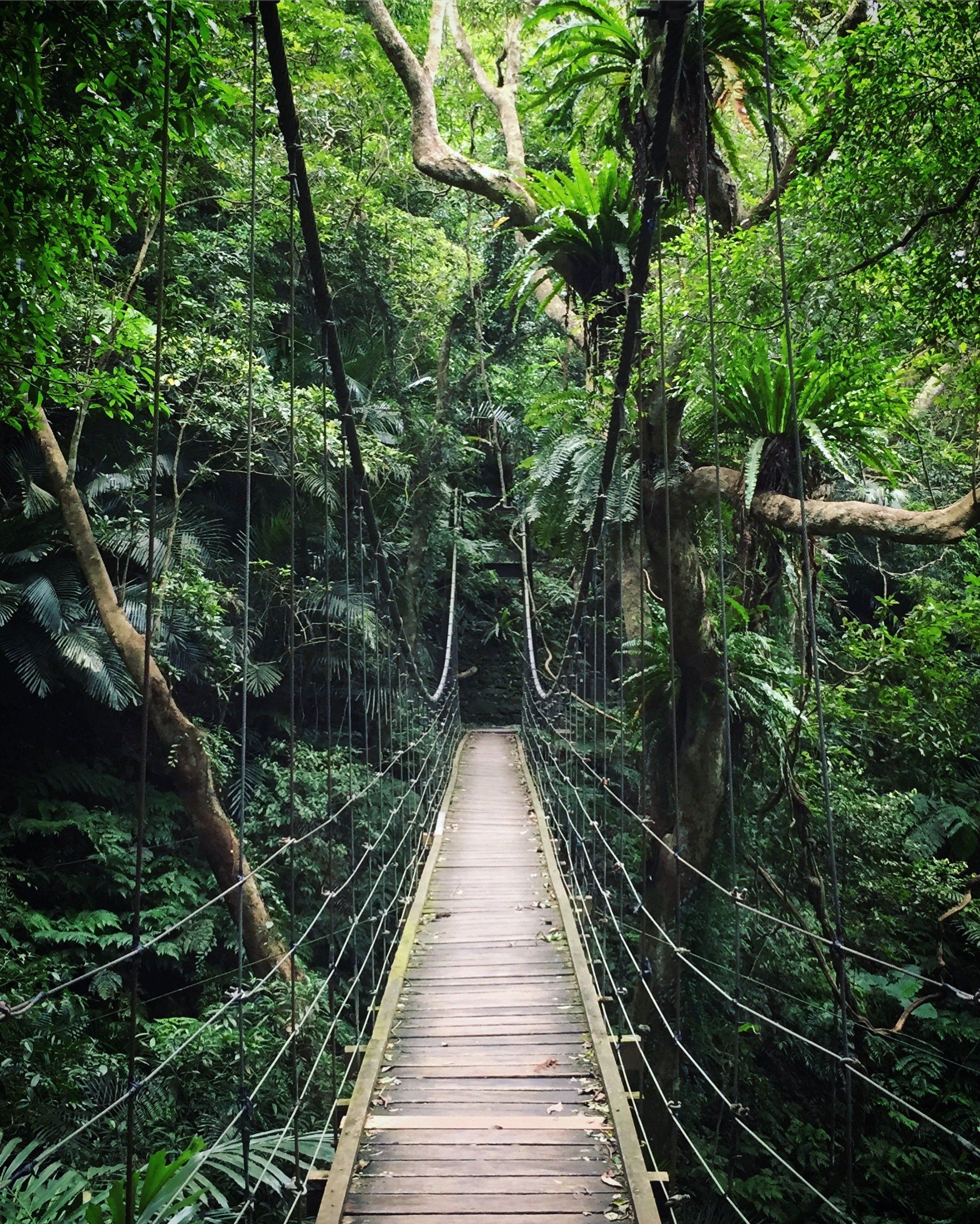 Jungle download. Подвесные мосты канопи, Борнео. Чунцин тропические джунгли. Тайланд лес. Джунгли Борнео.