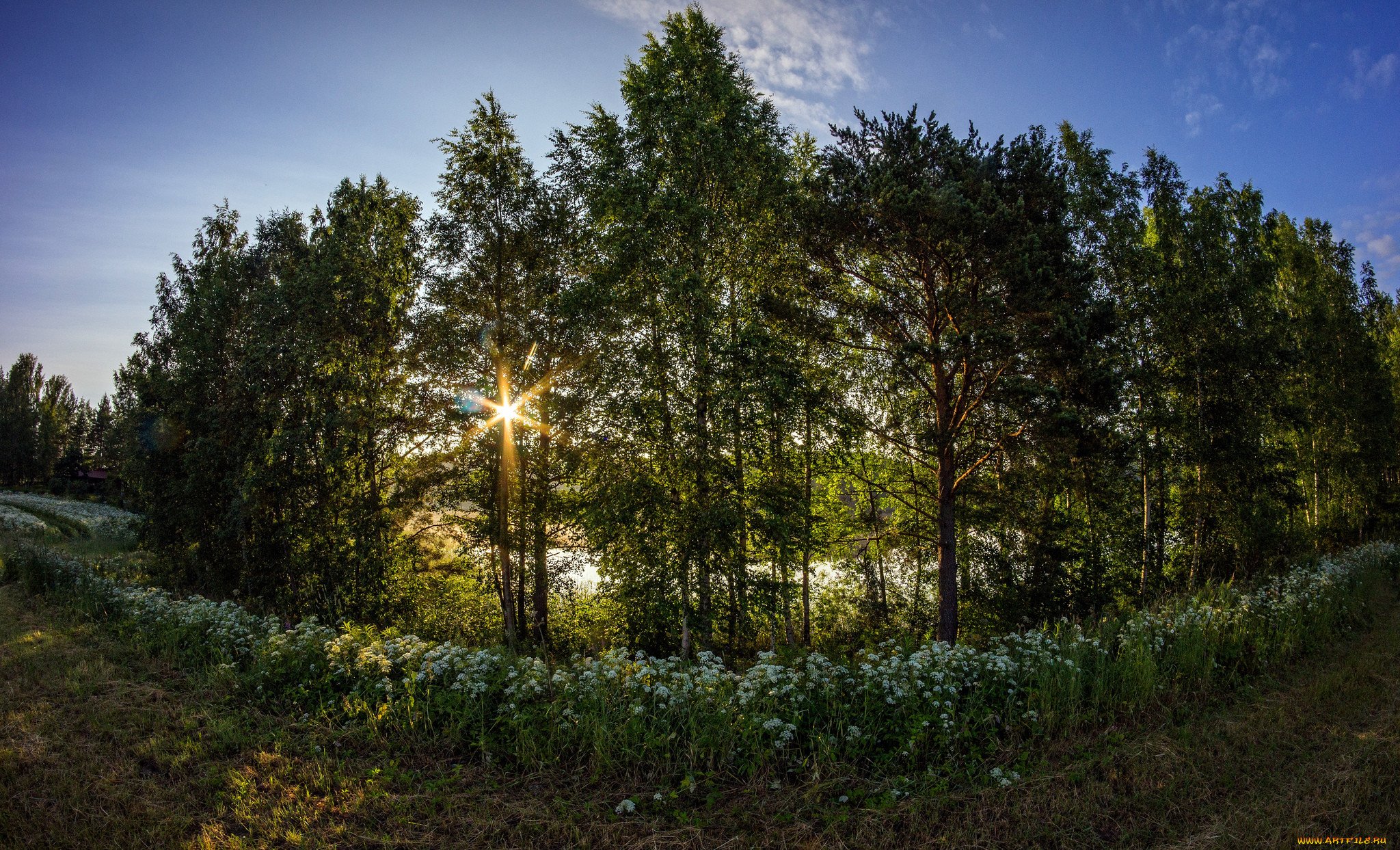 Сосновый лес Донбасса