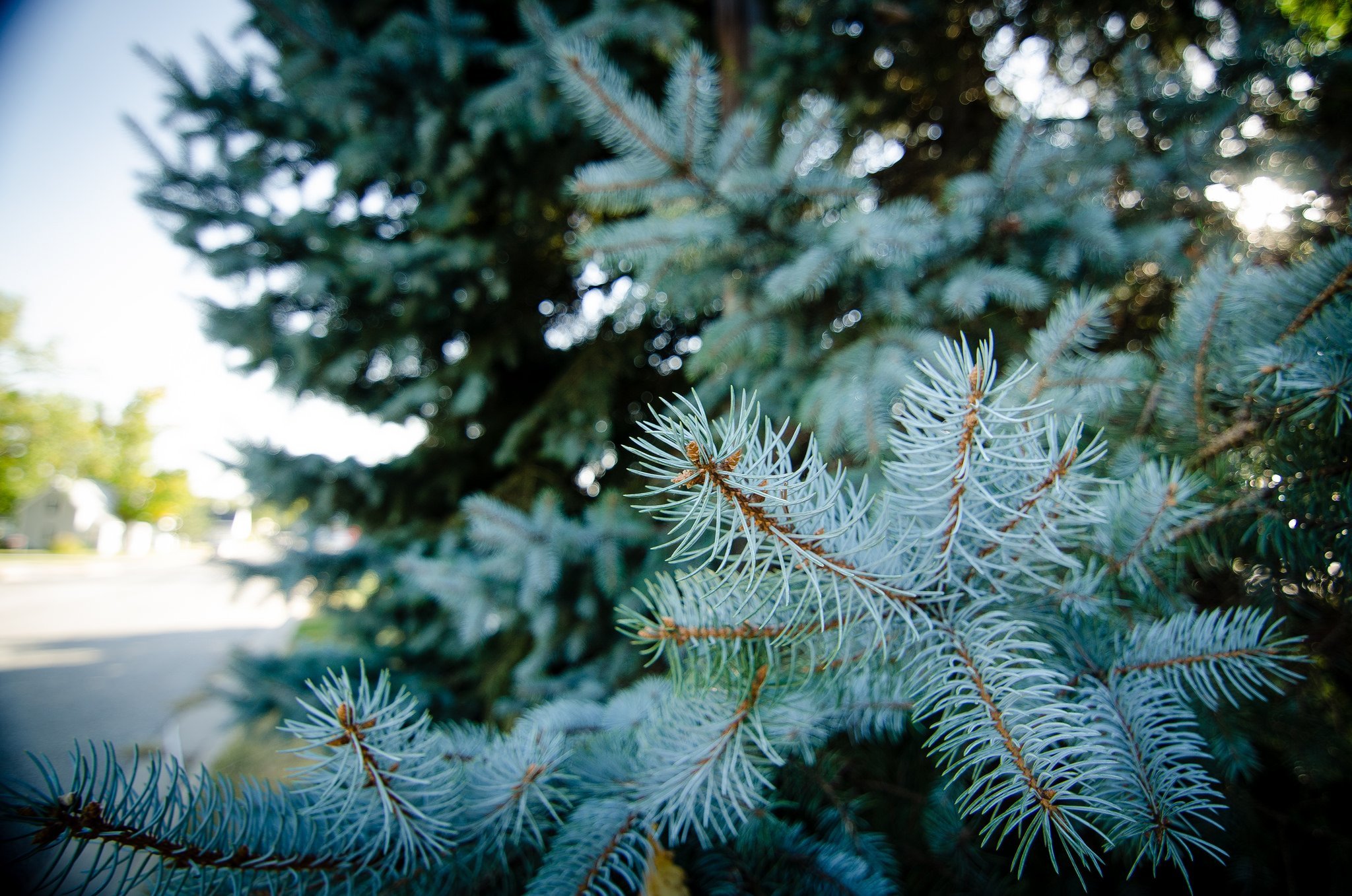 Ел голубой. Ель Сибирская голубая. Хвойные деревья ель голубая. Blue Spruce хвоя. Голубая ель Лесная.