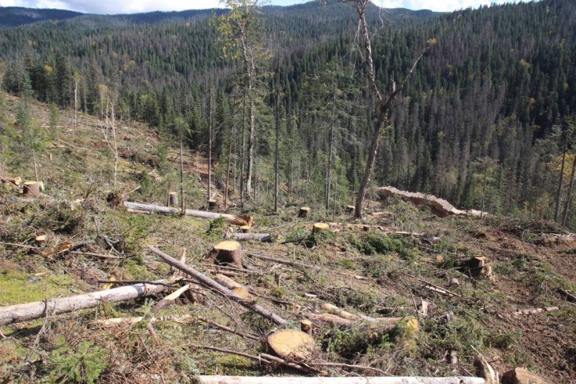 Амут вырубка леса