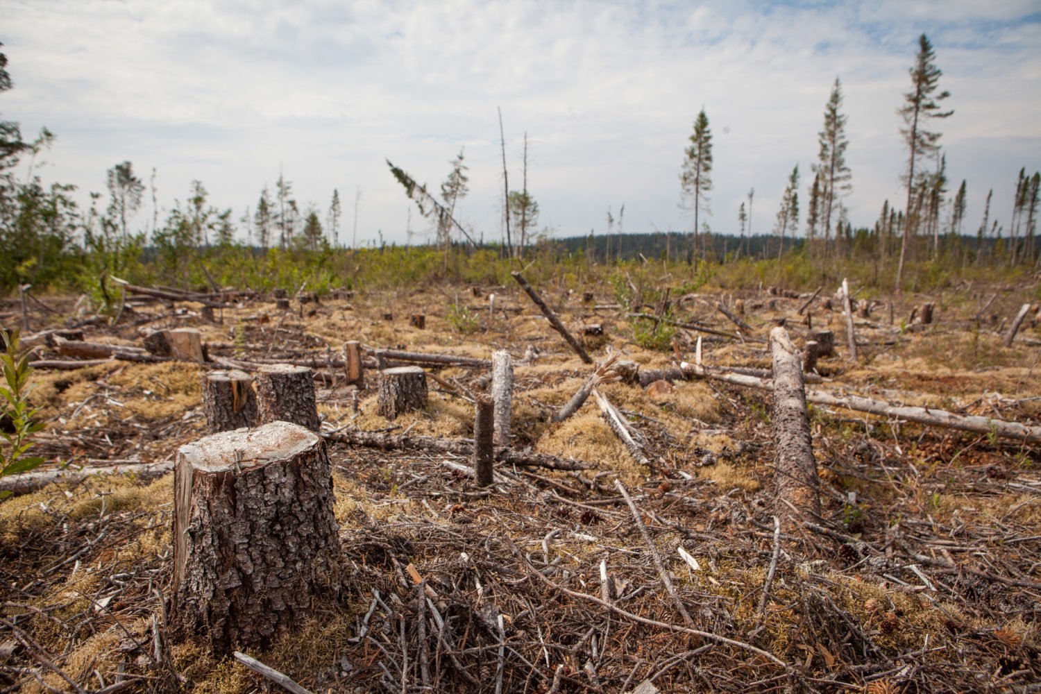 Опустошение лесов