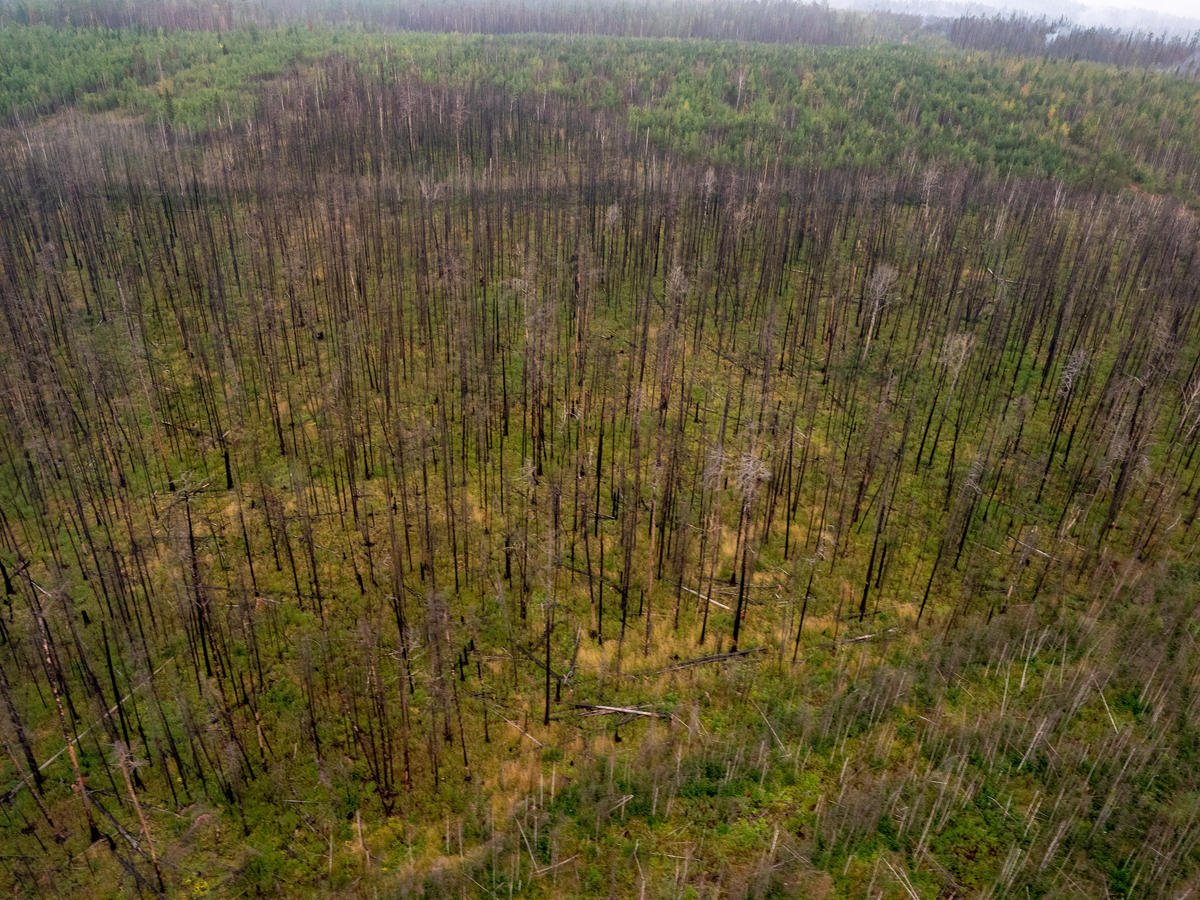 Пустые леса в Сибири