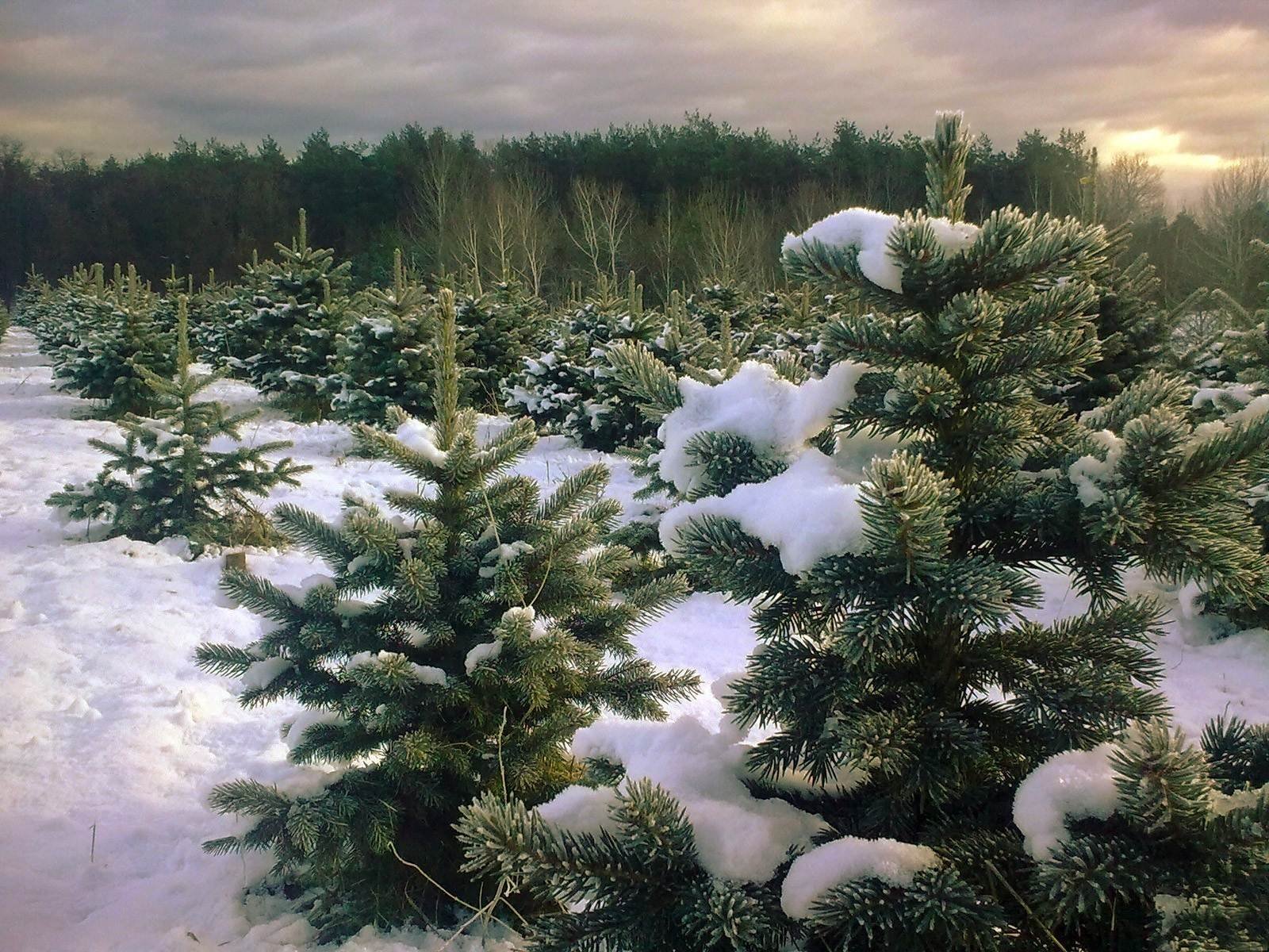 Елки в лесу зимой