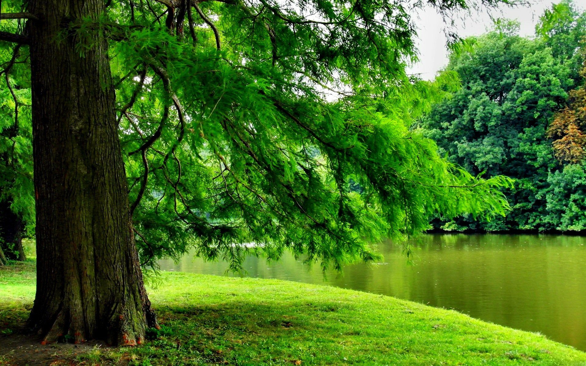 Картинки природа деревья. Природа деревья. Красивое дерево. Зеленая природа. Красивое зеленое дерево.