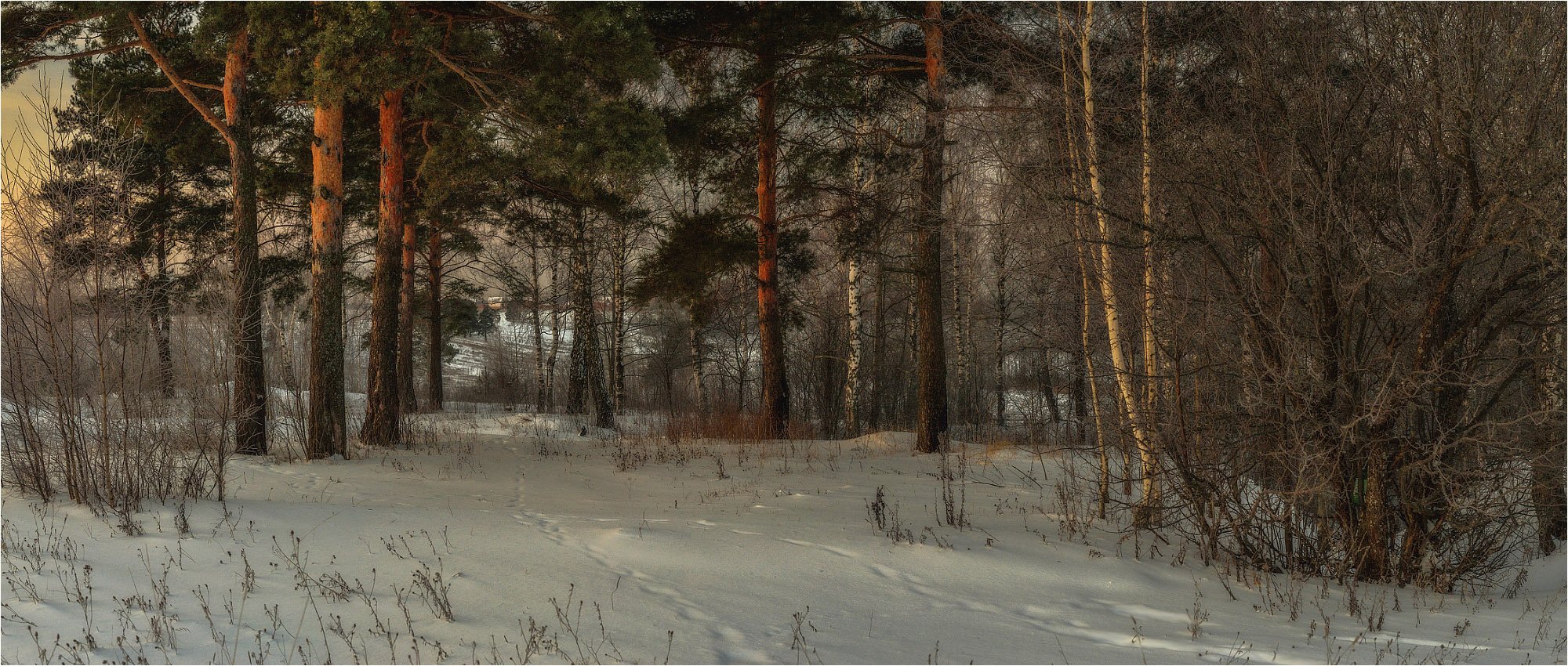 Лесная опушка зимой