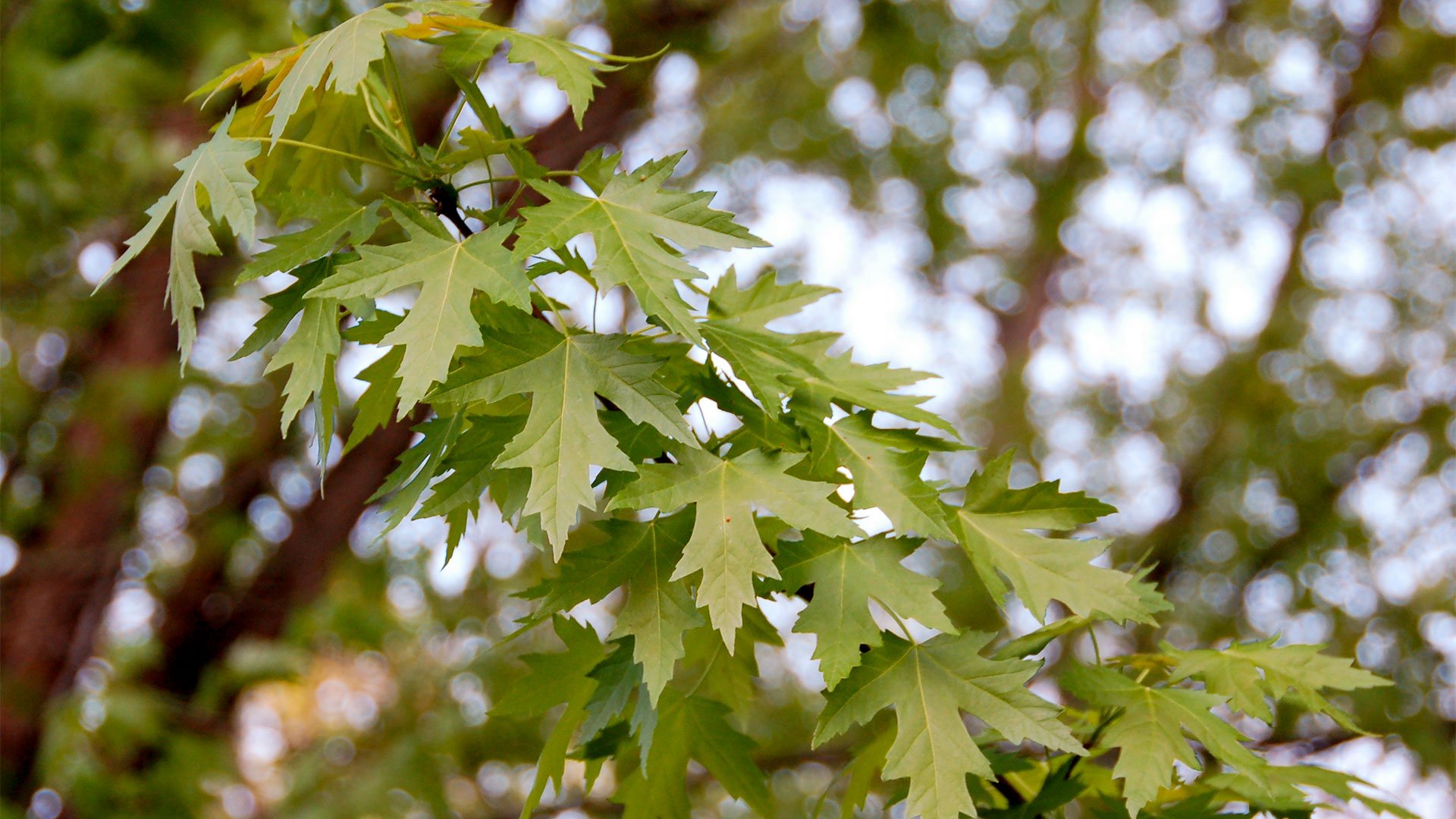 Клен канадский (Acer saccharinum)
