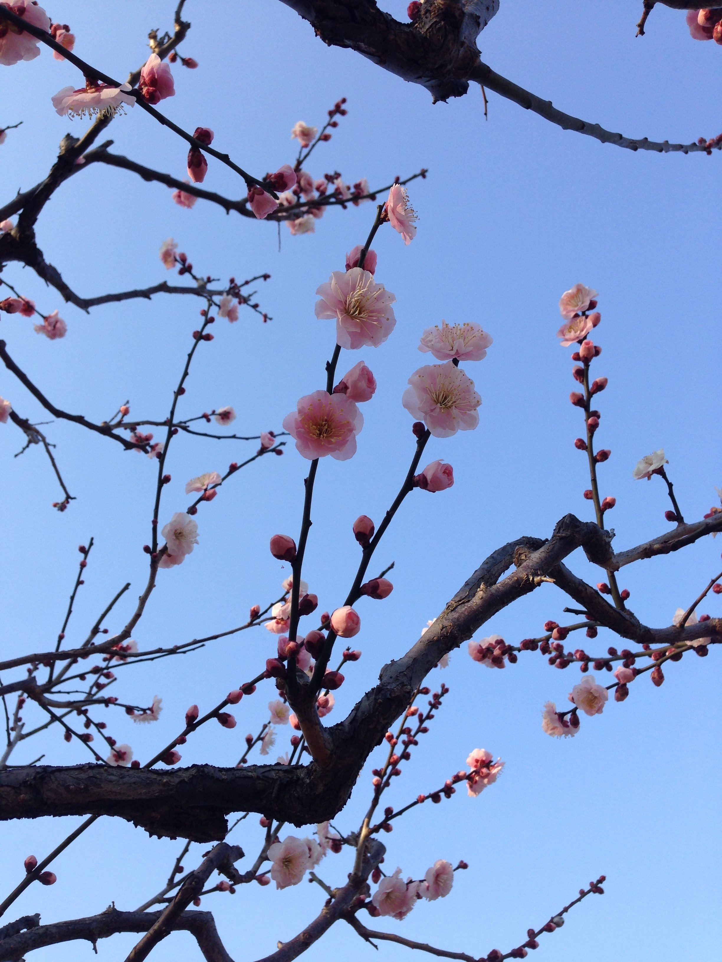 Какое дерево зацветает первым весной. Слива и Сакура.