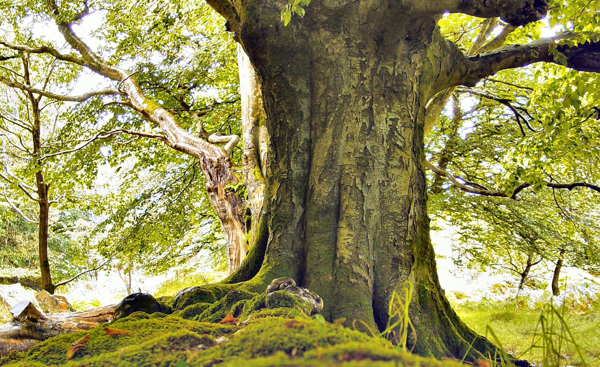 Elder tree. Tree Trunk gorge, новая Зеландия. Ирландия вековые деревья лес. Ствол дерева. Старые деревья в лесу.