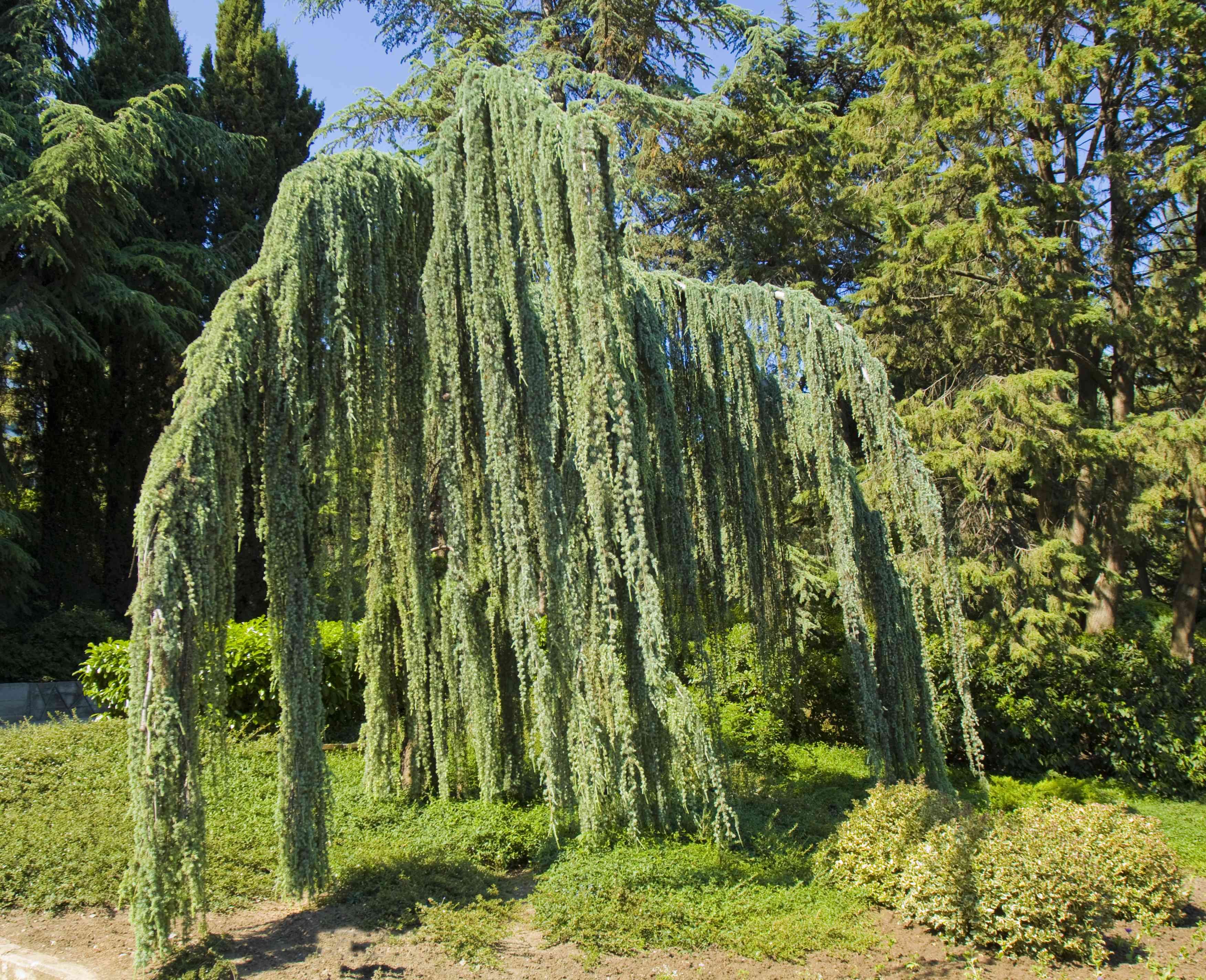 Кедр атласский Cedrus Atlantica