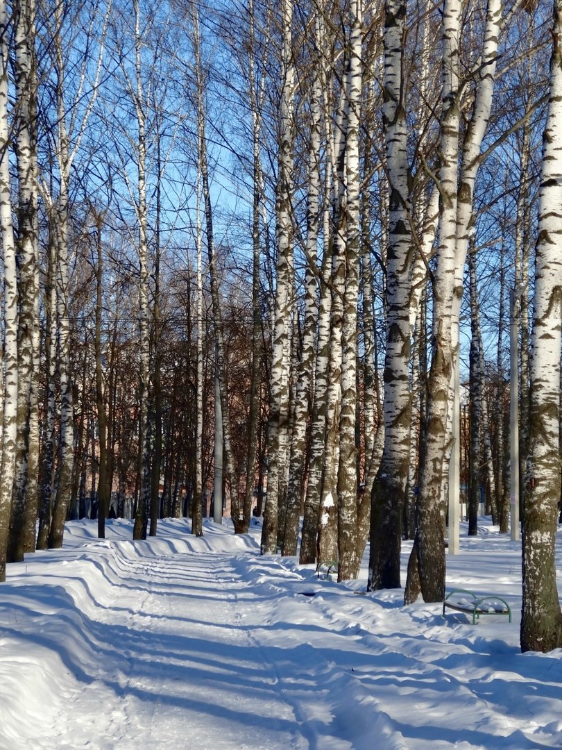 Березовый лес зимой