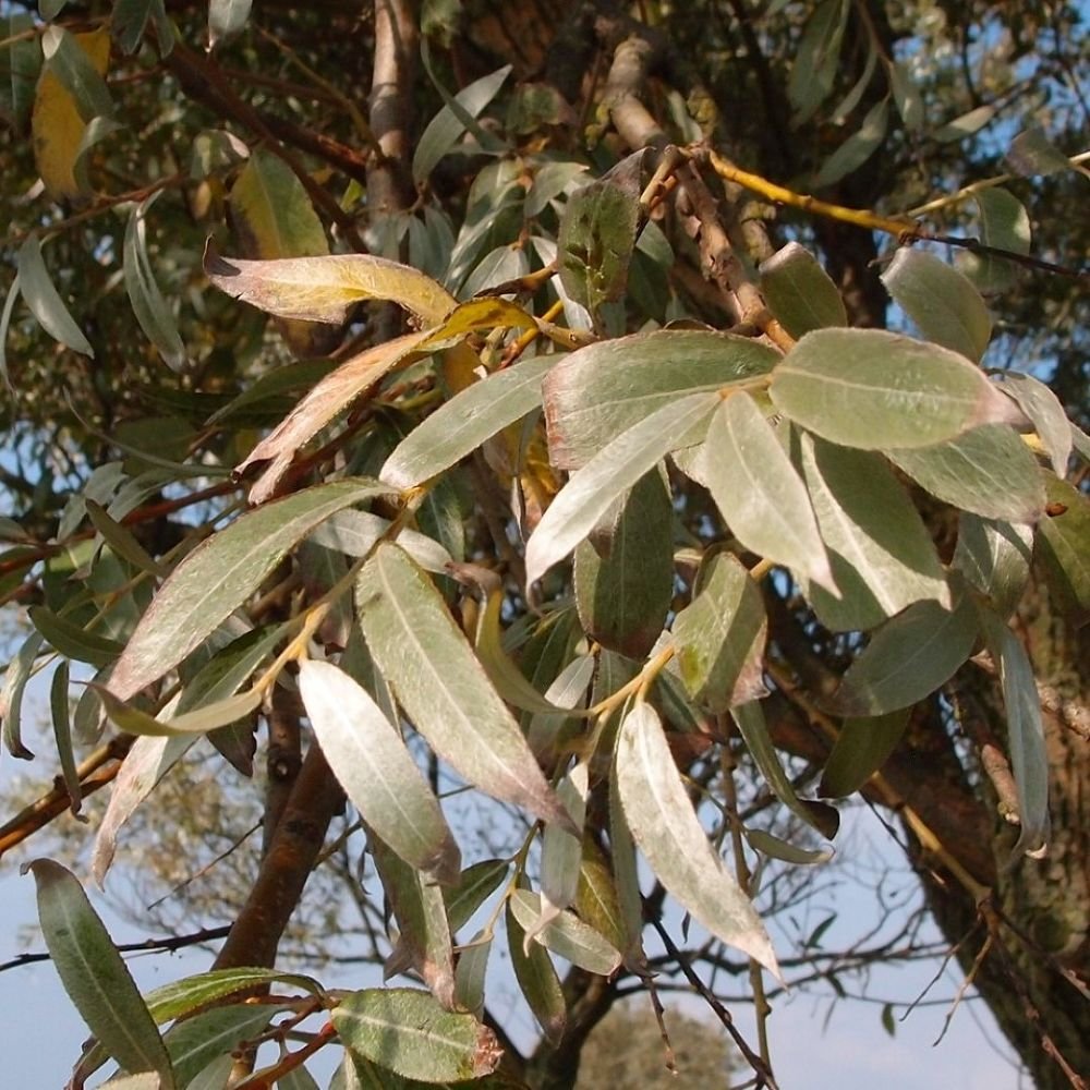 Ива белая шелковистая Salix Alba sericea