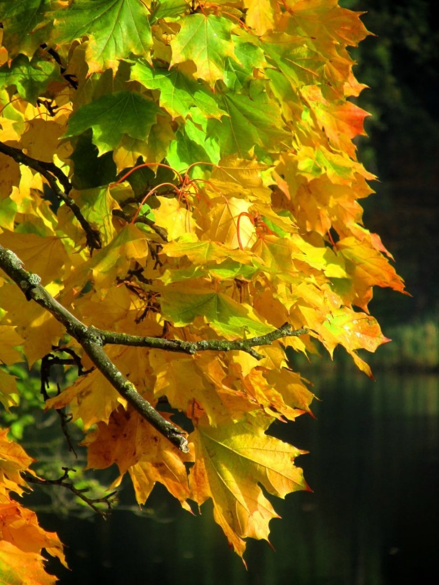 Дерево с резными листьями (69 фото)