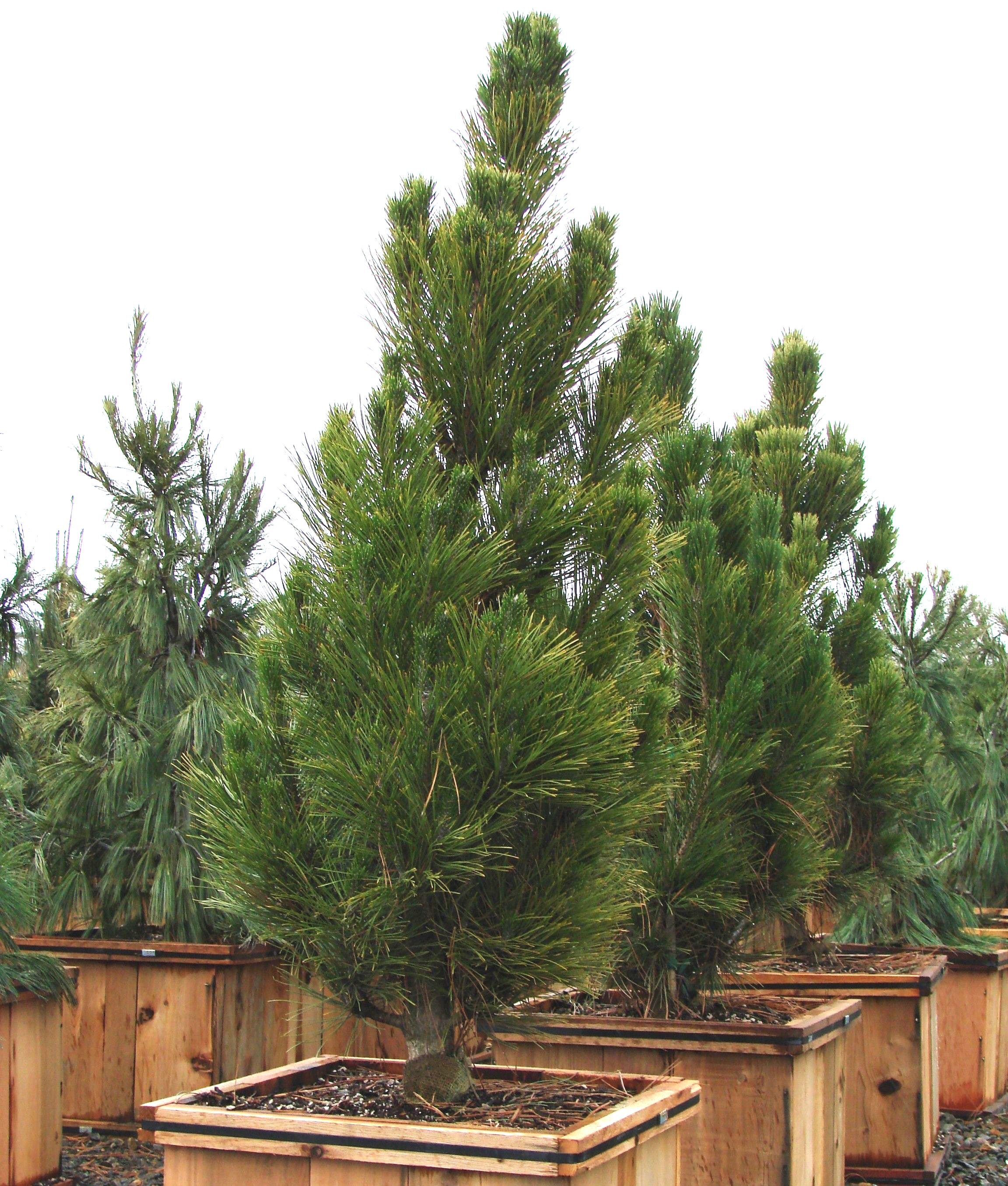 Хвойная 33. Сосна Нигра Фастигиата. Сосна черная (Pinus nigra). Сосна черная Австрийская. Сосна черная Фастигиата.