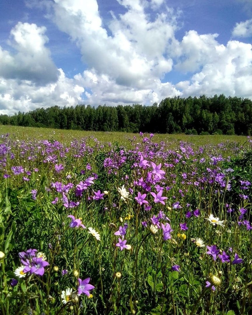 Растительность Костромской области