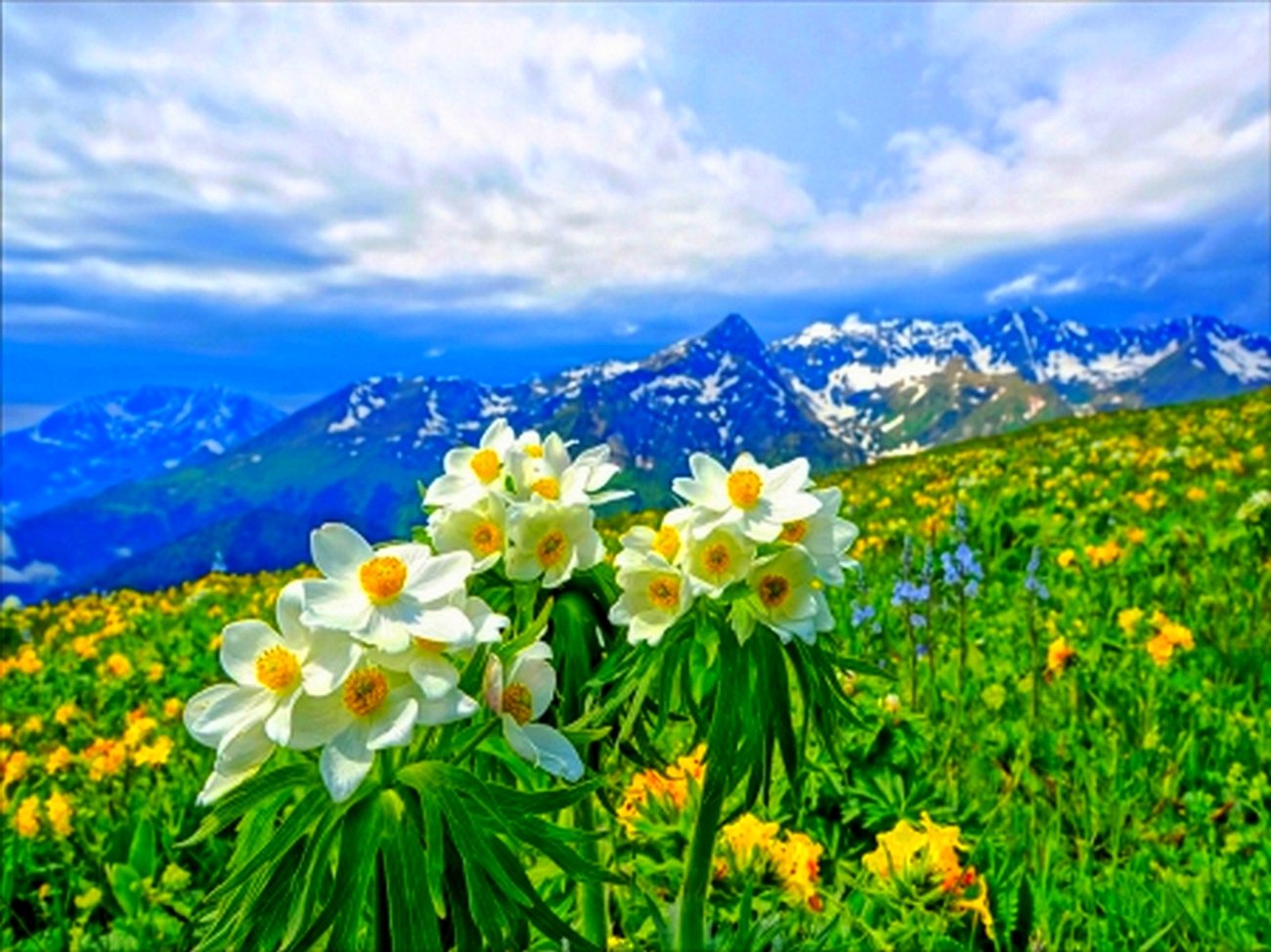 Фото эдельвейса цветка на фоне гор