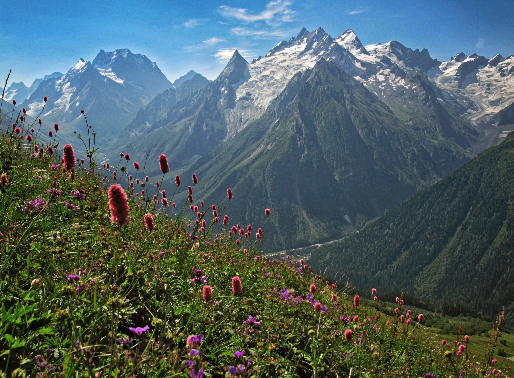 Северный кавказ богат природными. Домбай Альпийские Луга. Терскол Альпийские Луга. Тебердинский заповедник Альпийские Луга. Архыз Домбай Эльбрус горы цветы.