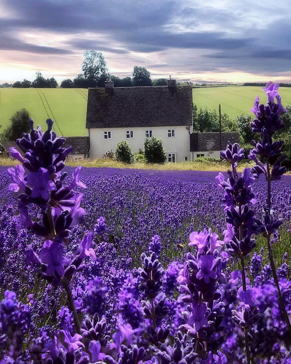 Лавандовая ферма Cotswold Lavender, Англия