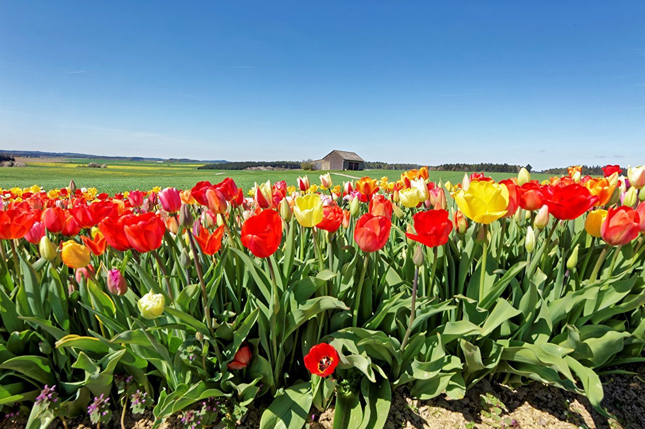 Тюльпановое поле Казахстан