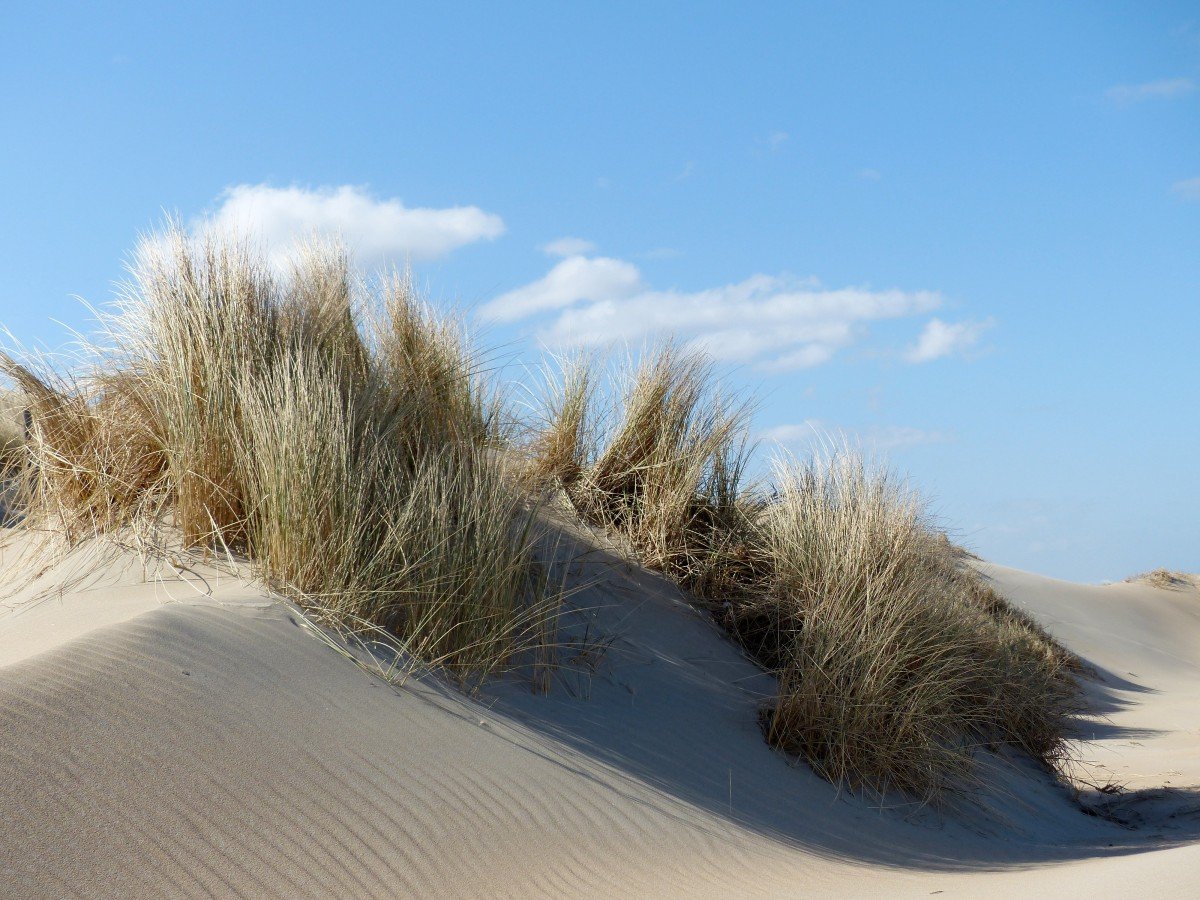 Песчаные дюны Нидерланды