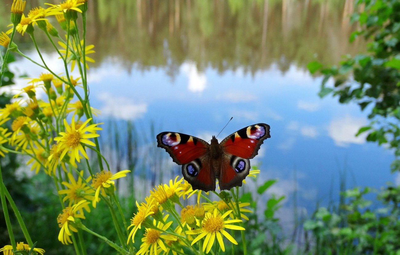 Про лета бабочка. Озеро павлиний глаз. Лето бабочки. Лето природа. Бабочки на лугу.