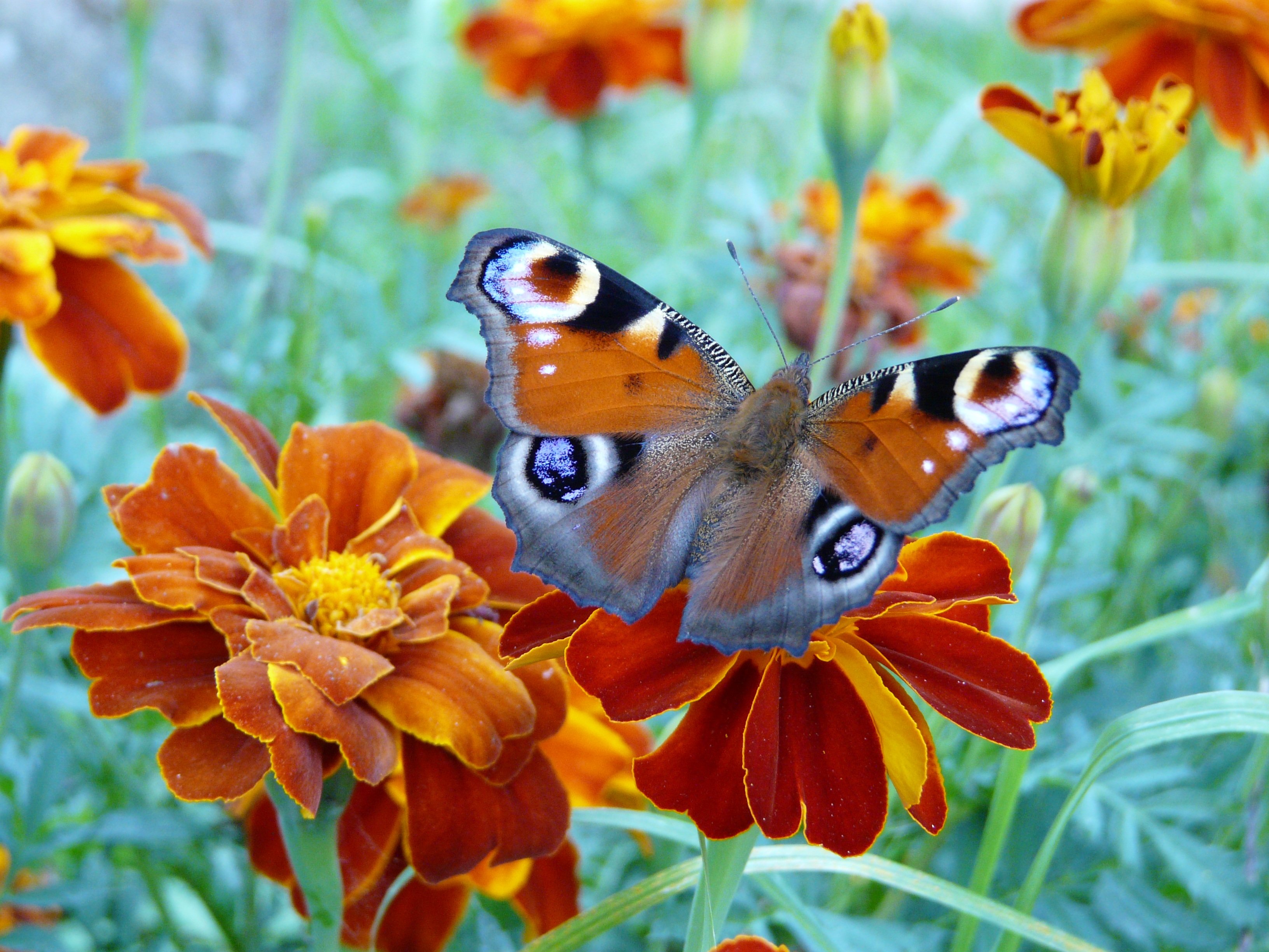 Красивые цветы с бабочками