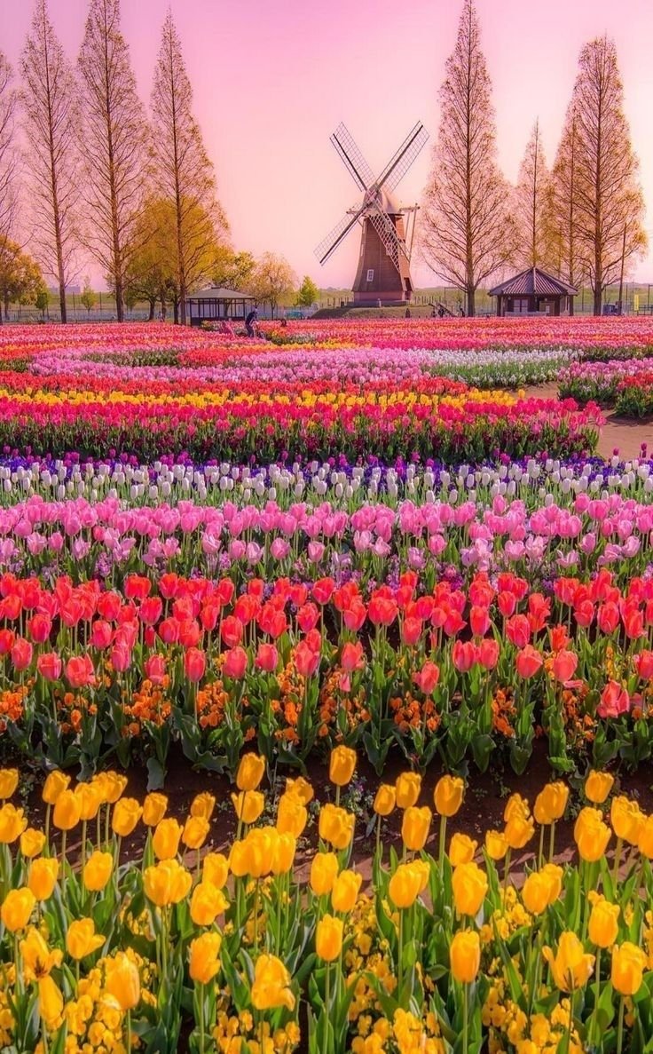 Бавария Голландия цветы