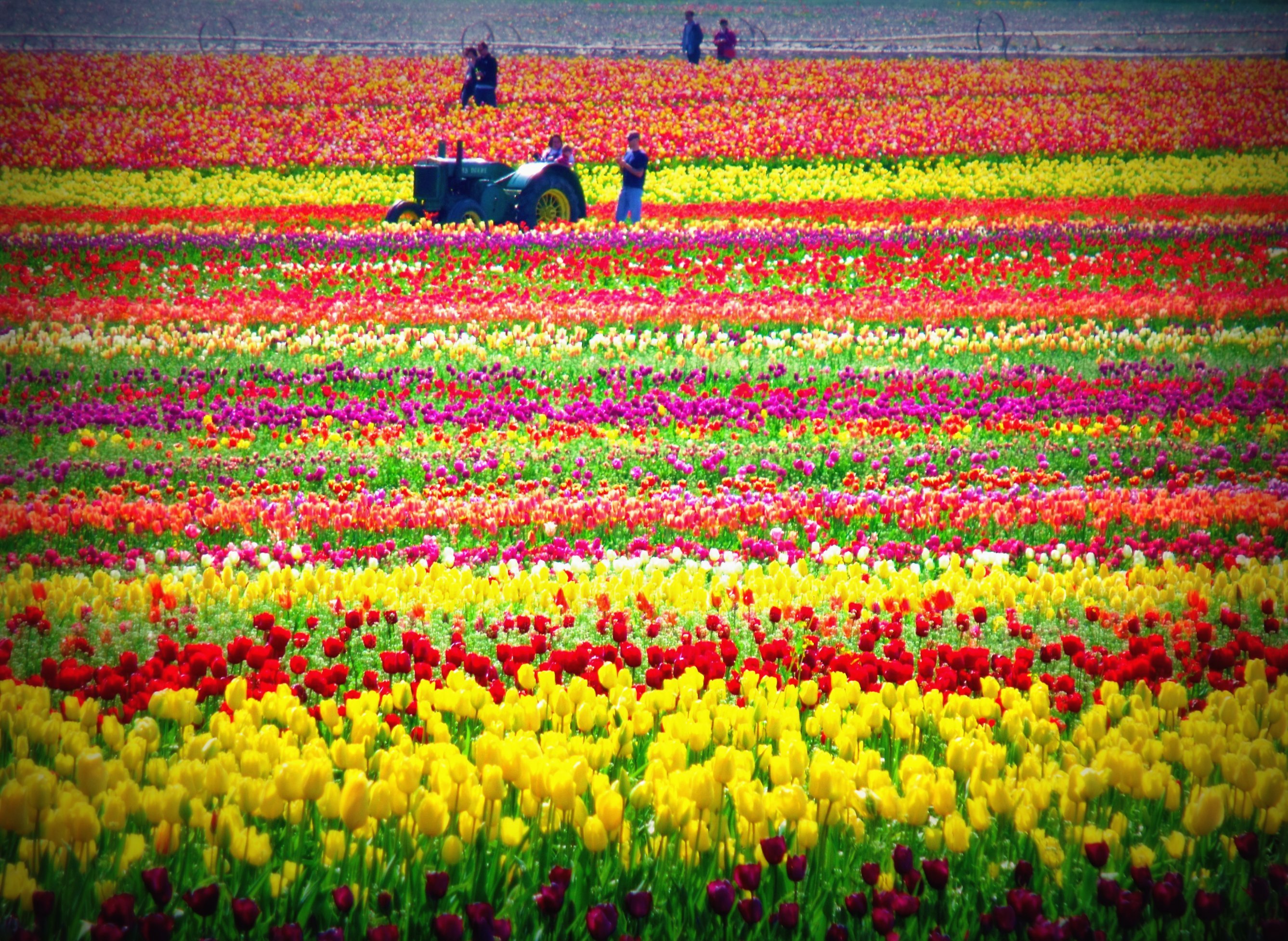 Сколько растут цветы тюльпаны. Тюльпановые плантации в Голландии. Тюльпановые поля в Голландии. Lisse тюльпановое поле в lisse.