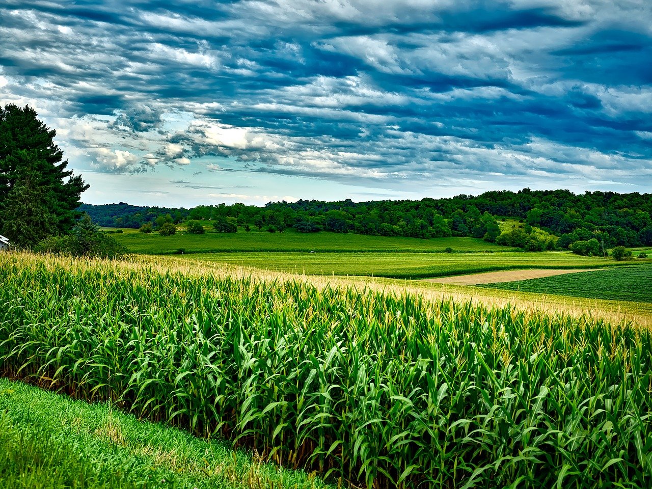 Фото кукурузного поля