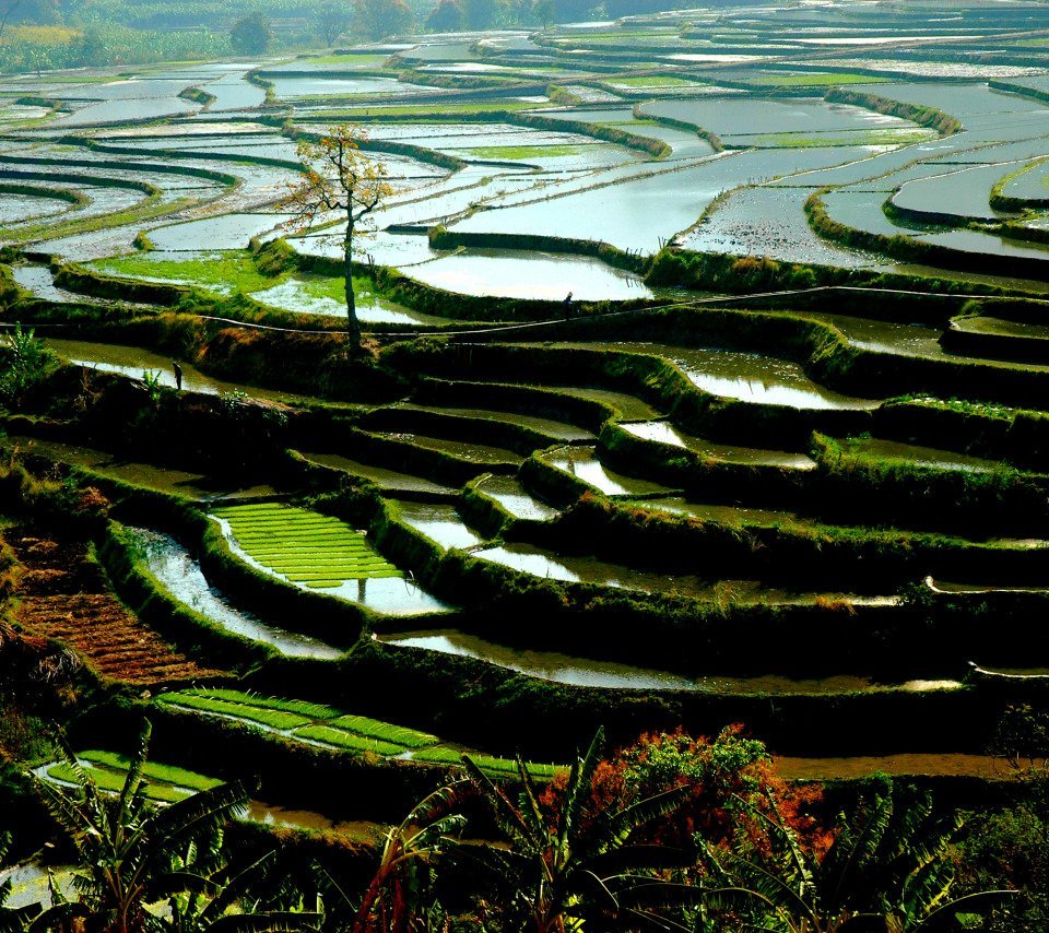 Китай рисовые террасы провинции Юньнань
