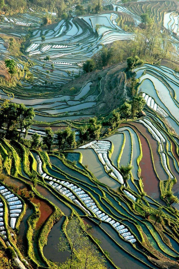Рисовые поля Китай Юньнань