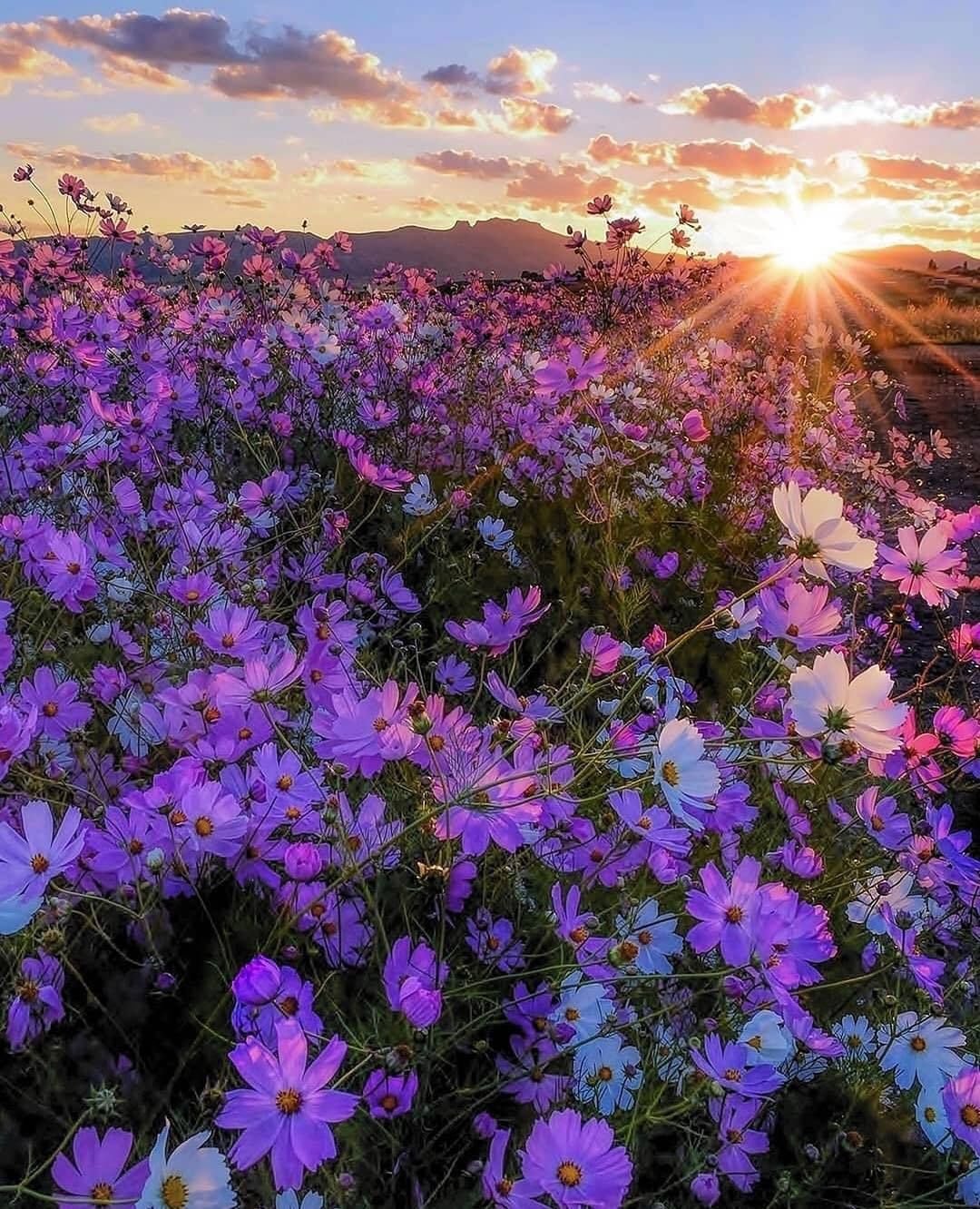 Природа фиолетовые цветы