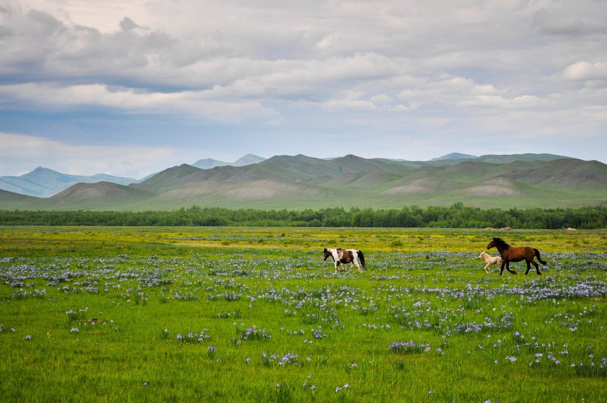 Степи в казахстане