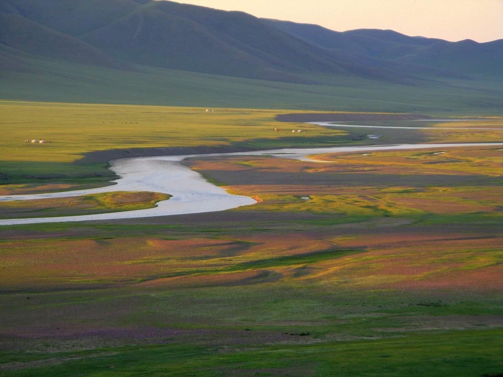 Саранковые поля Монголия