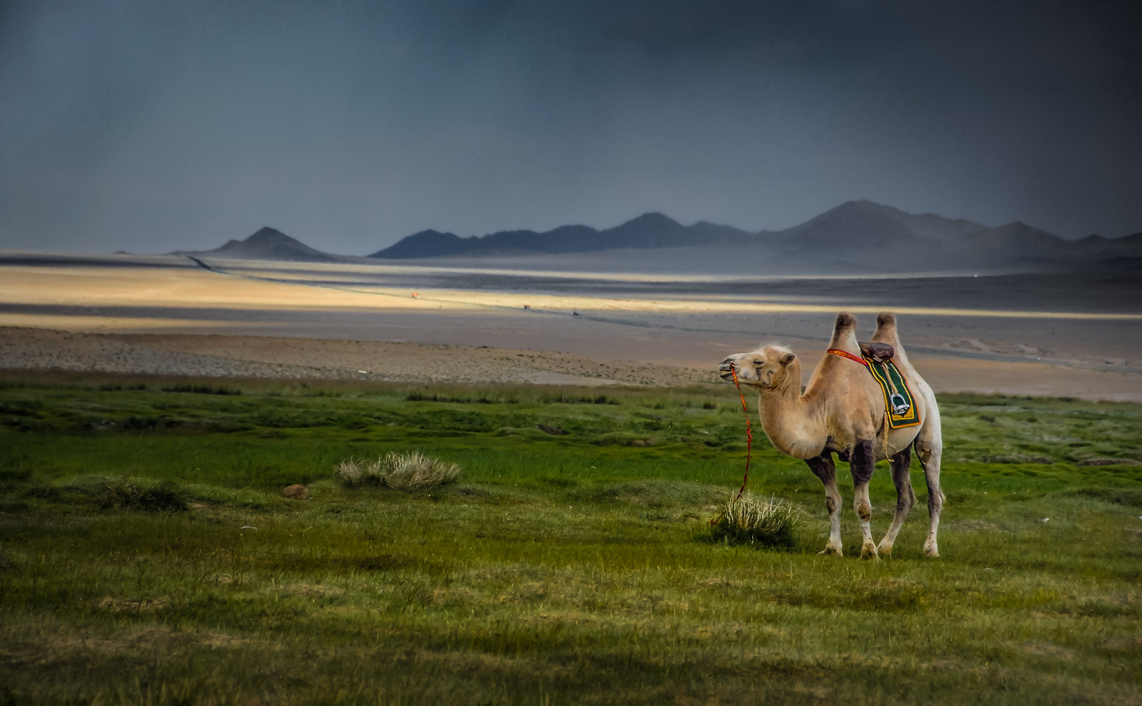 Природа Монголии Верблюды