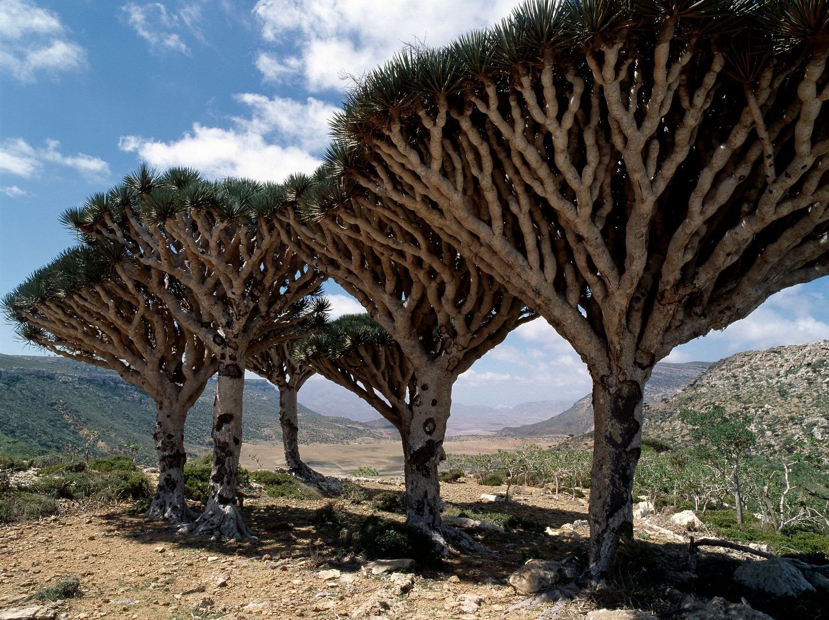 Дерево теплой страны. Архипелаг Сокотра Йемен. Деревья острова Сокотра Йемен. Драконовое дерево Сокотра. Драконовые деревья на острове Сокотра.
