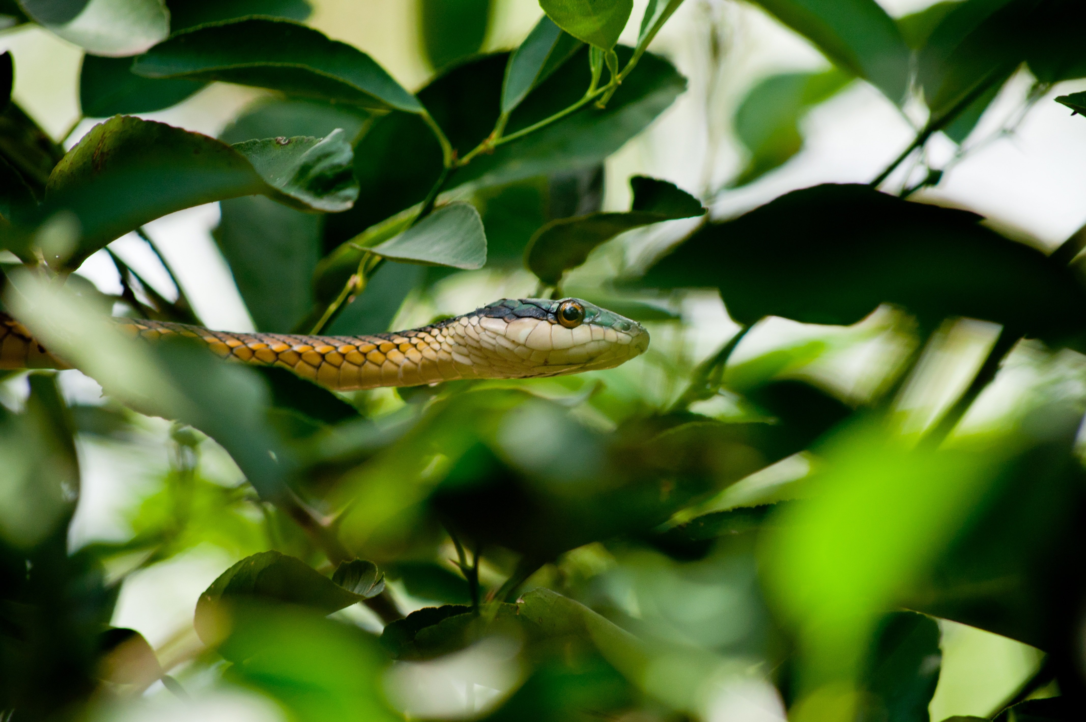 Змеи в тропическом лесу. Бразильская Кобра. Виноградная остроголовая змея. Тропические змеи. Змея тропических лесов.