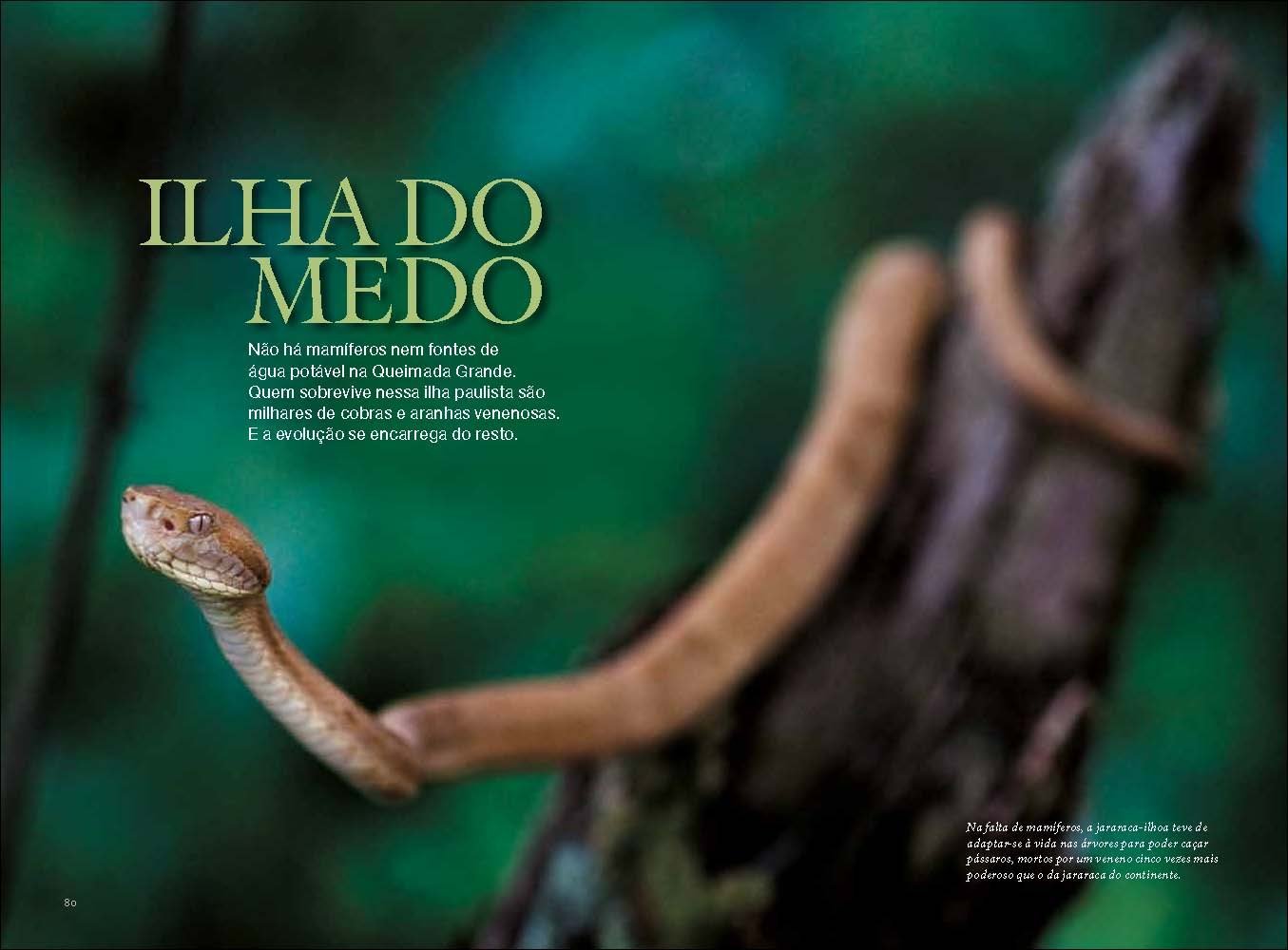 Остров змей в Бразилии