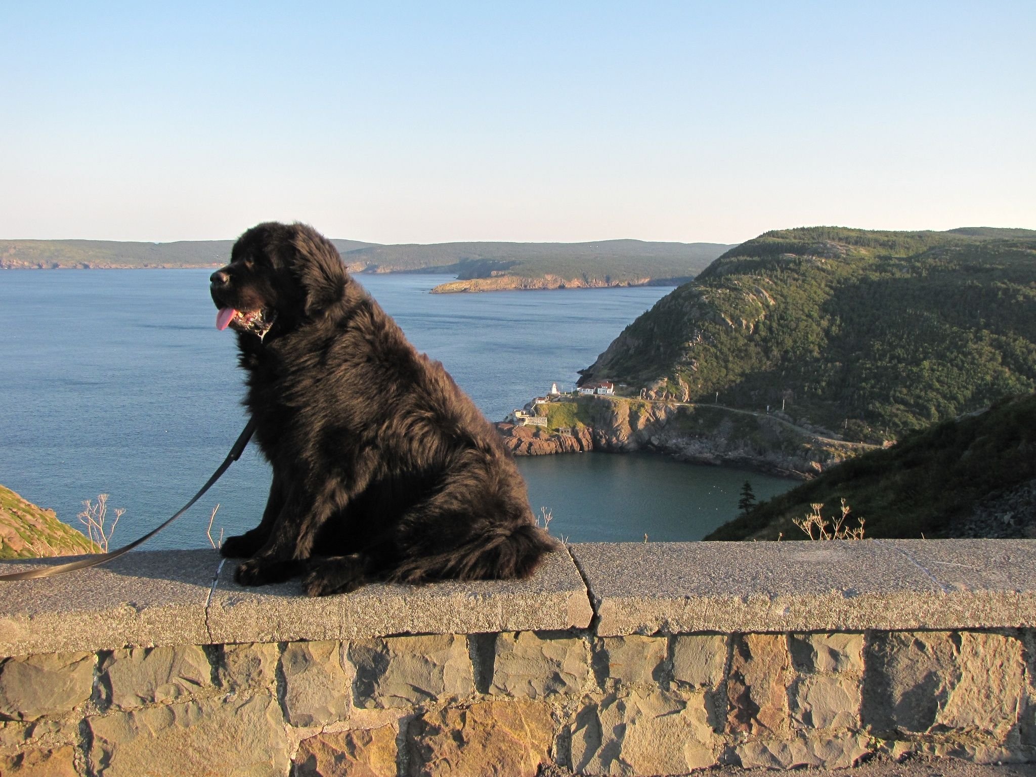 Ньюфаундленд длина реки. Ньюфаундленд. Ньюфаундленд собака. Собака водолаз ньюфаундленд. Ньюфаундленд и лабрадор.