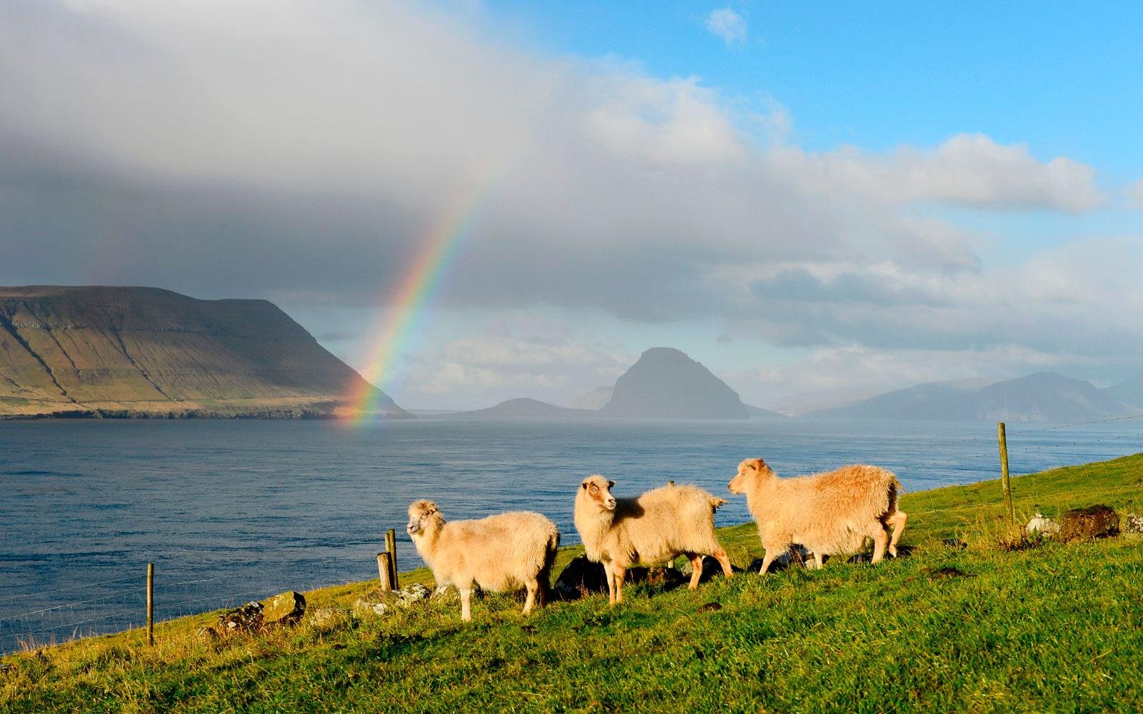 Фолклендские острова овцы