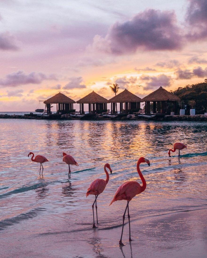 Гуджарат пляжи Фламинго