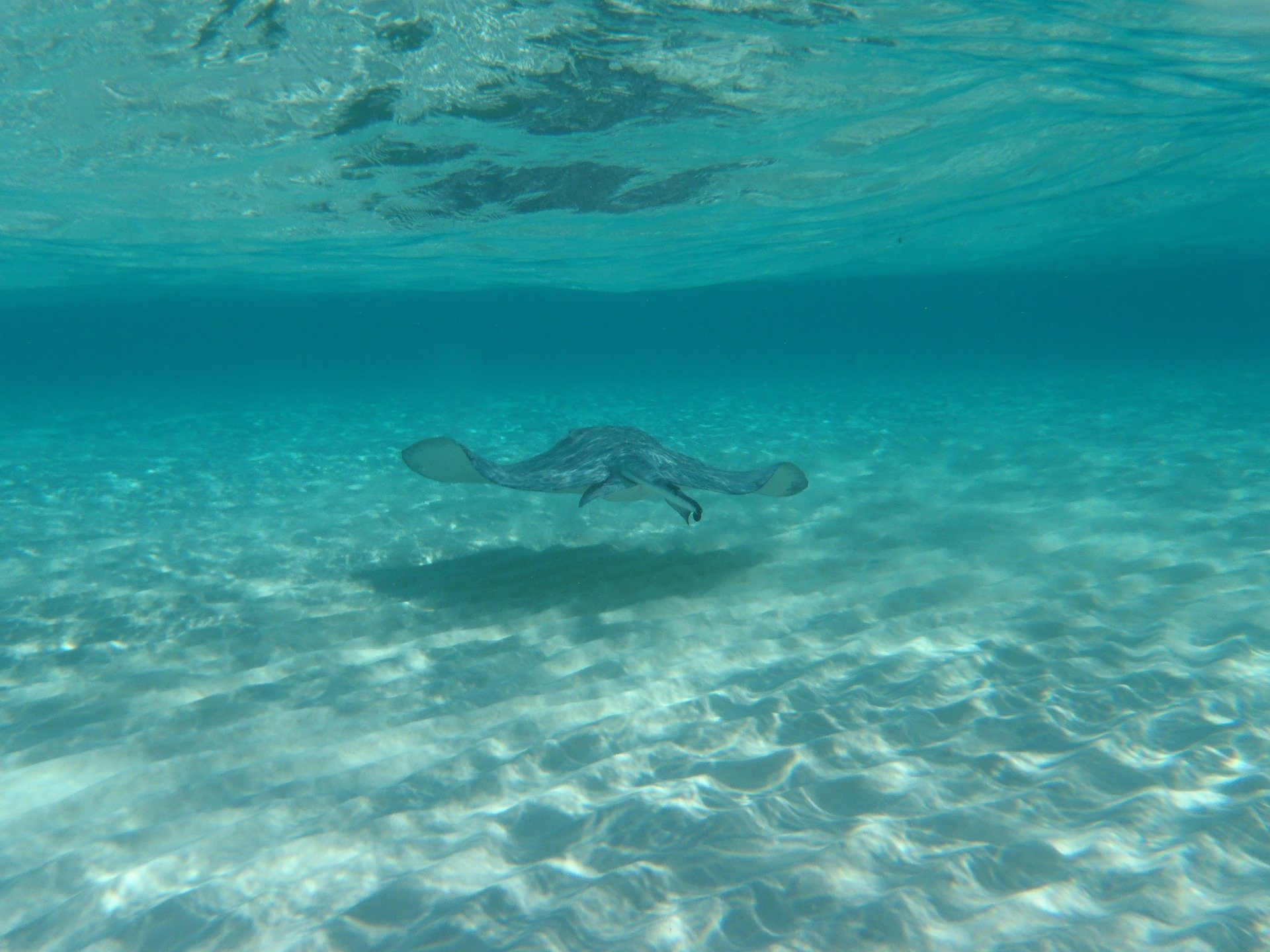 Воды карибских островов. Скаты Каймановы острова. Кайман Скат. Скат Великого моря. Карибы под водой.