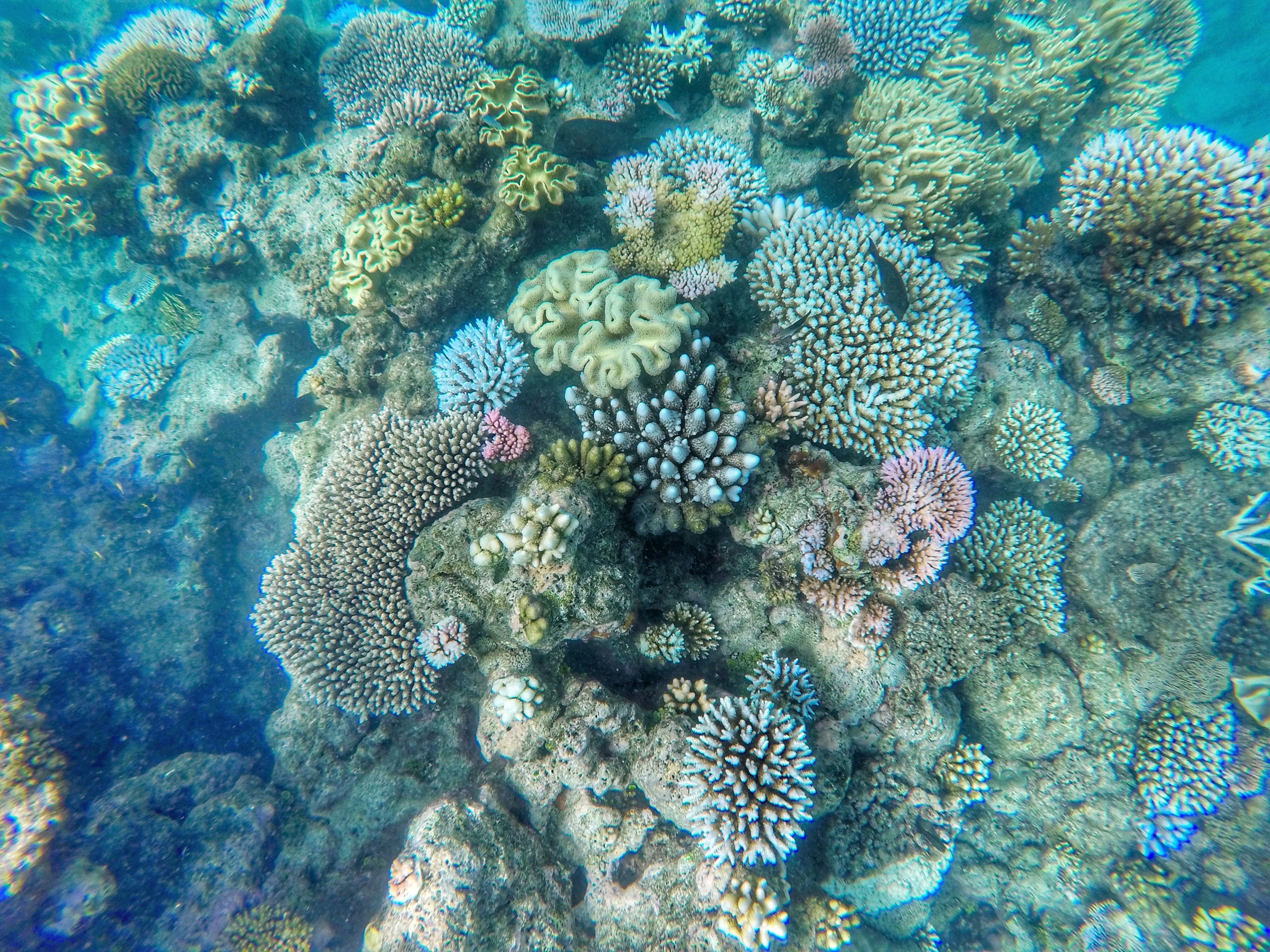 Сноркелинг большой Барьерный риф