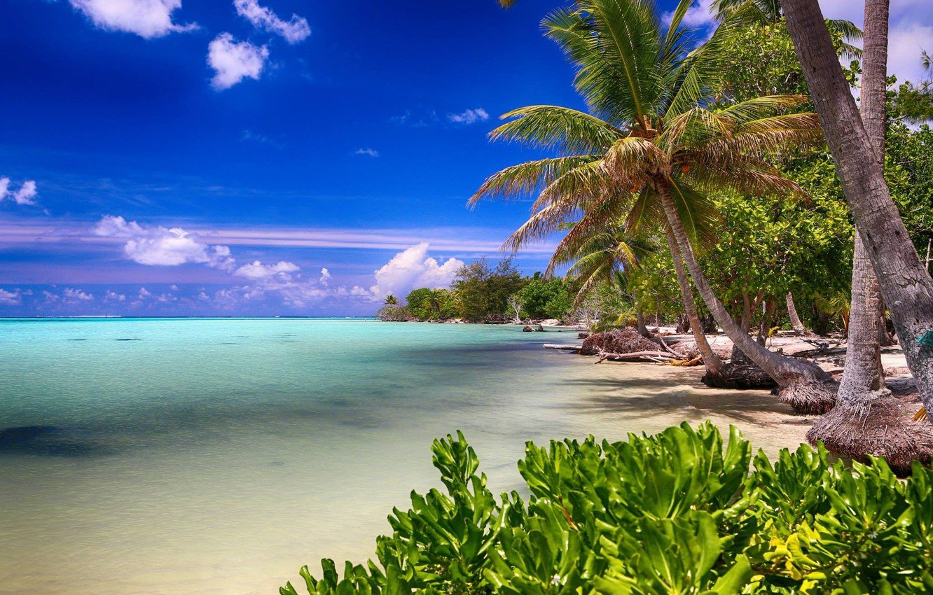 Фото островов в океане с пальмами