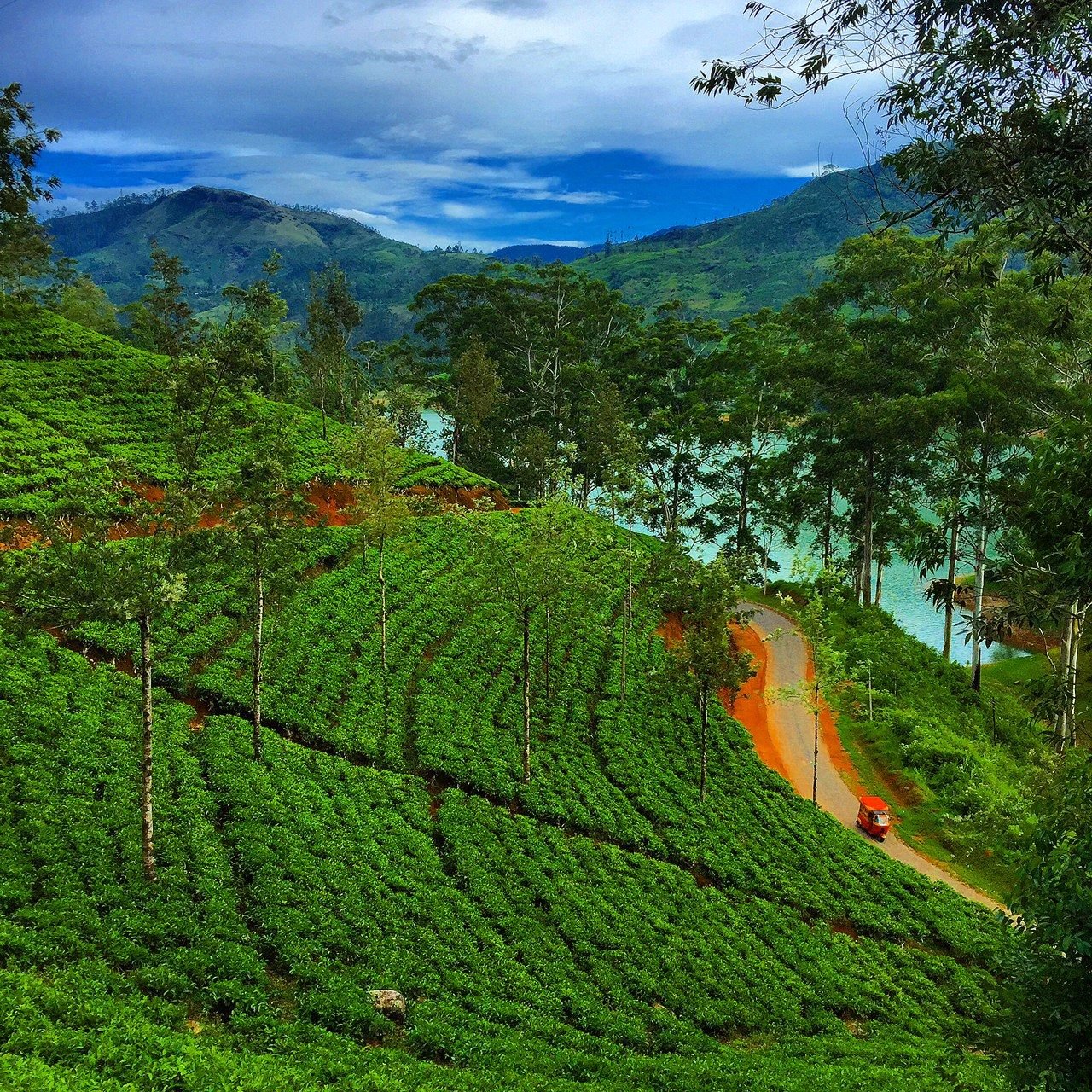 Экономическое развитие шри ланки. Шри Ланка Цейлон. Остров Цейлон чайная плантация.. Канди Шри Ланка чайные плантации. Цейлонские плантации Шри Ланка.