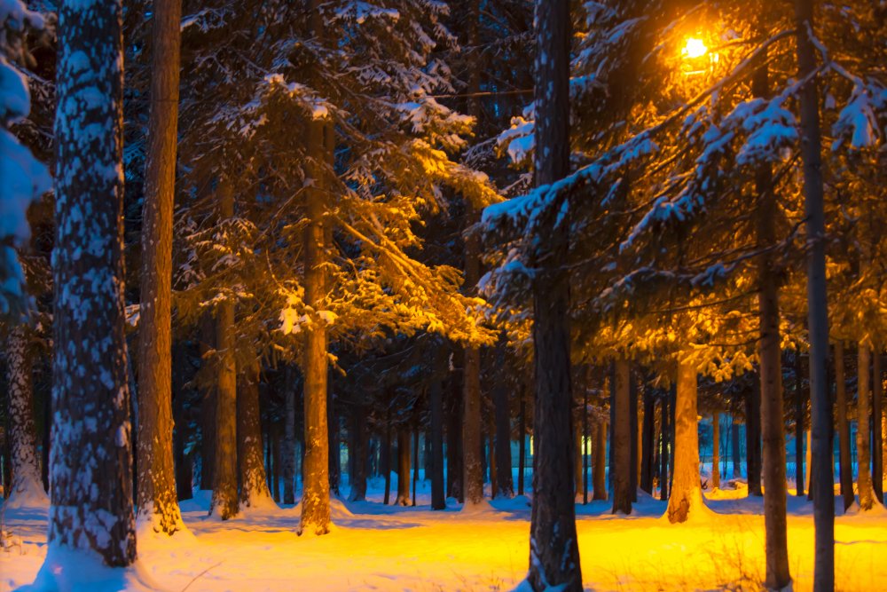Лес зимой вечером
