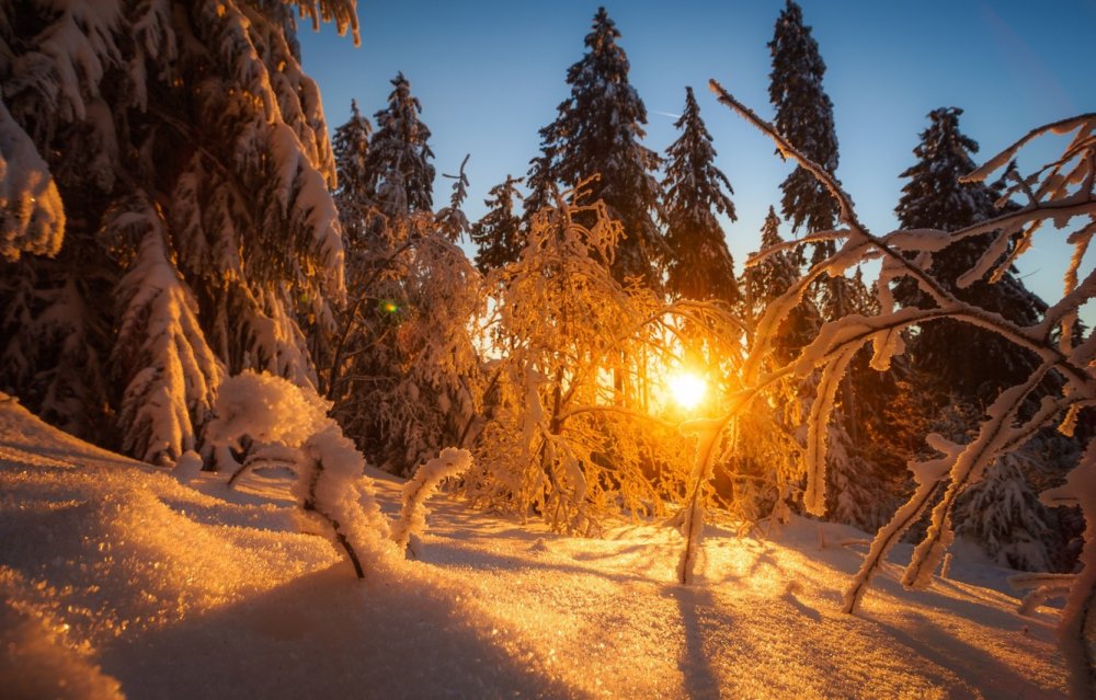 Зима солнце снег природа животные