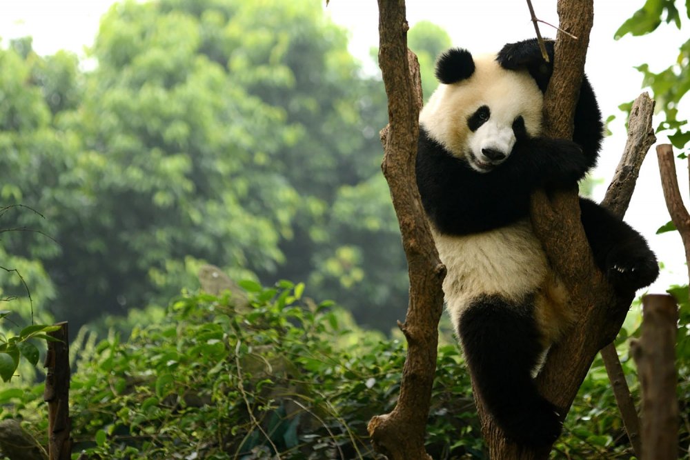 Бамбуковый лес Китай и Панда