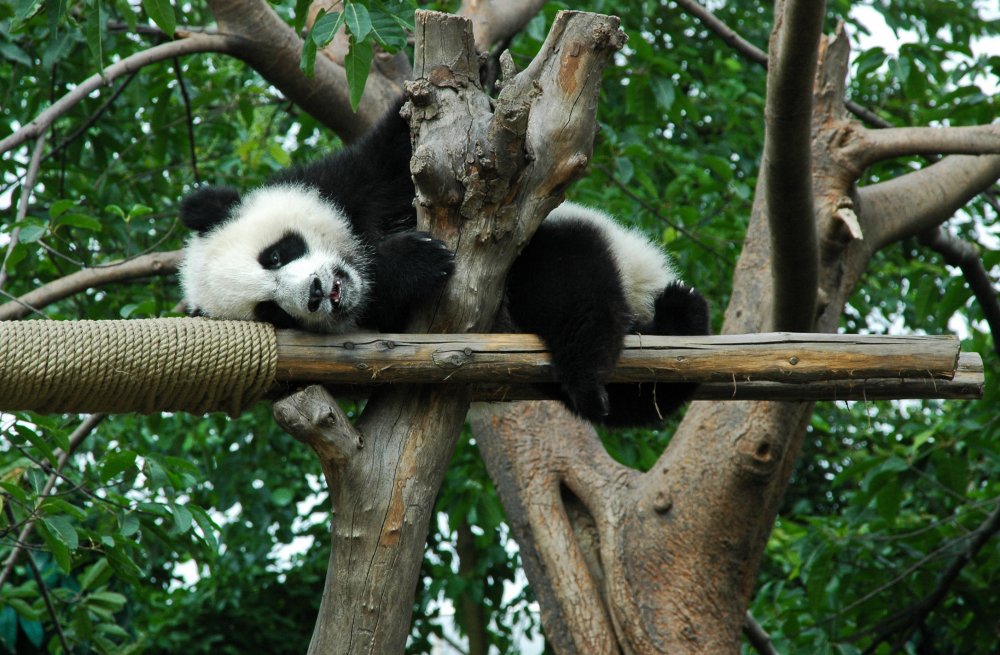 Большая Панда в дикой природе