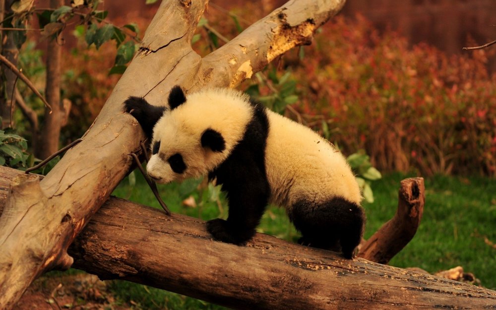 Панда животное