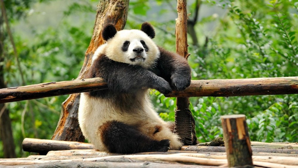 Панда бамбуковый медведь